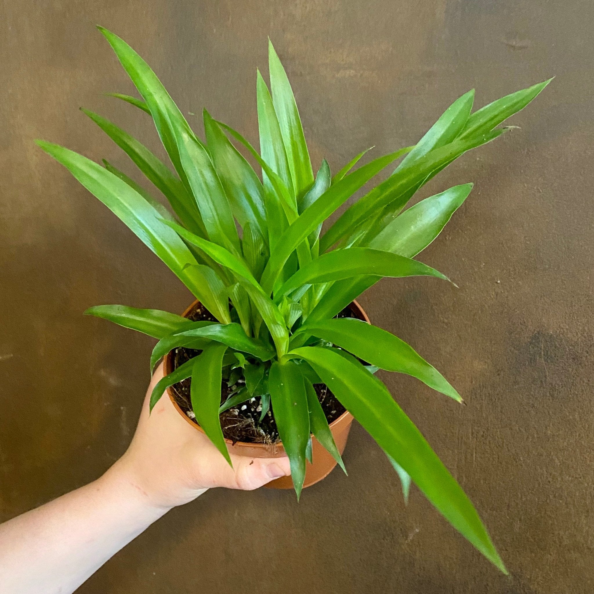 Chlorophytum 'Lemon' - grow urban. UK