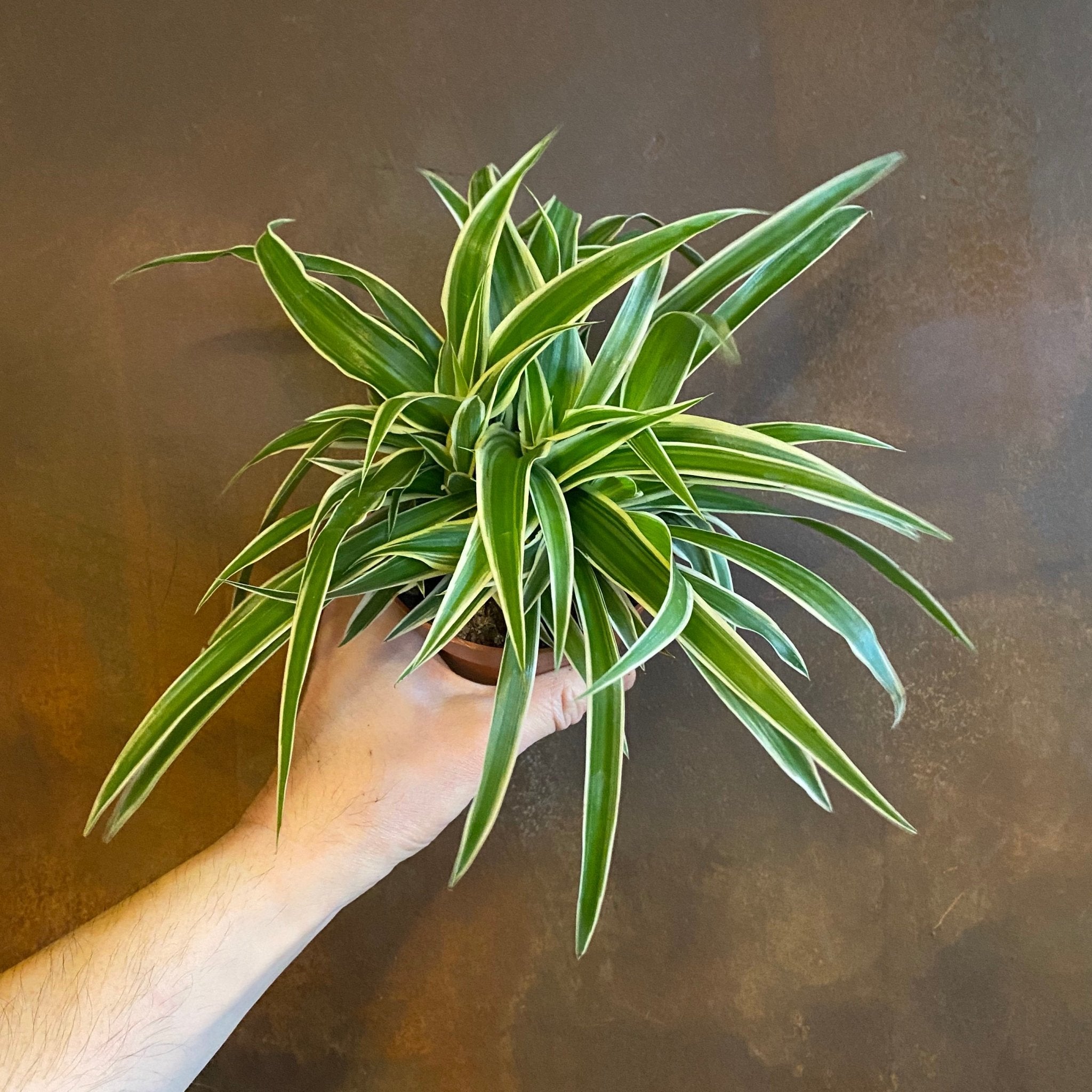 Chlorophytum ‘Ocean’ (12cm pot) - grow urban. UK