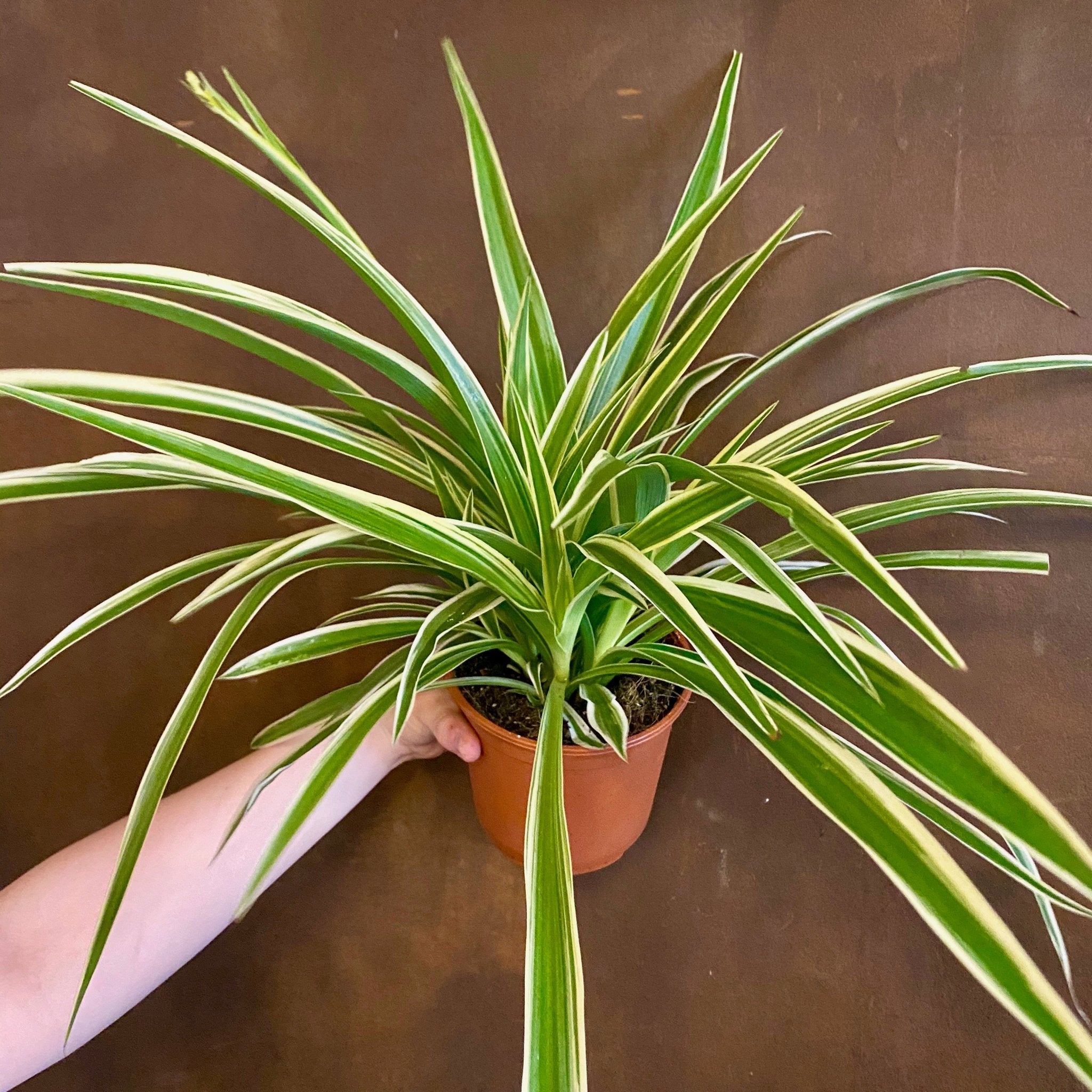 Chlorophytum ‘Ocean’ (14cm pot) - grow urban. UK