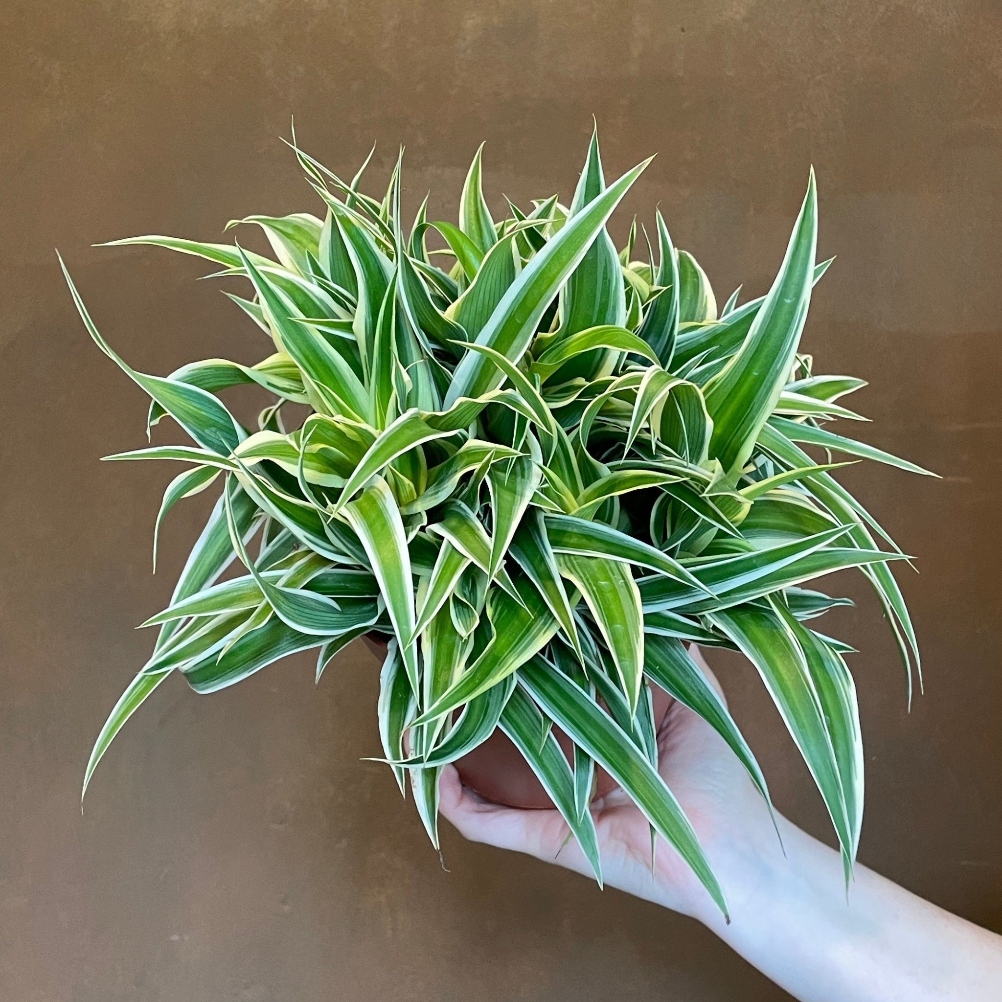 Chlorophytum ‘Ocean’ (15cm pot) - grow urban. UK
