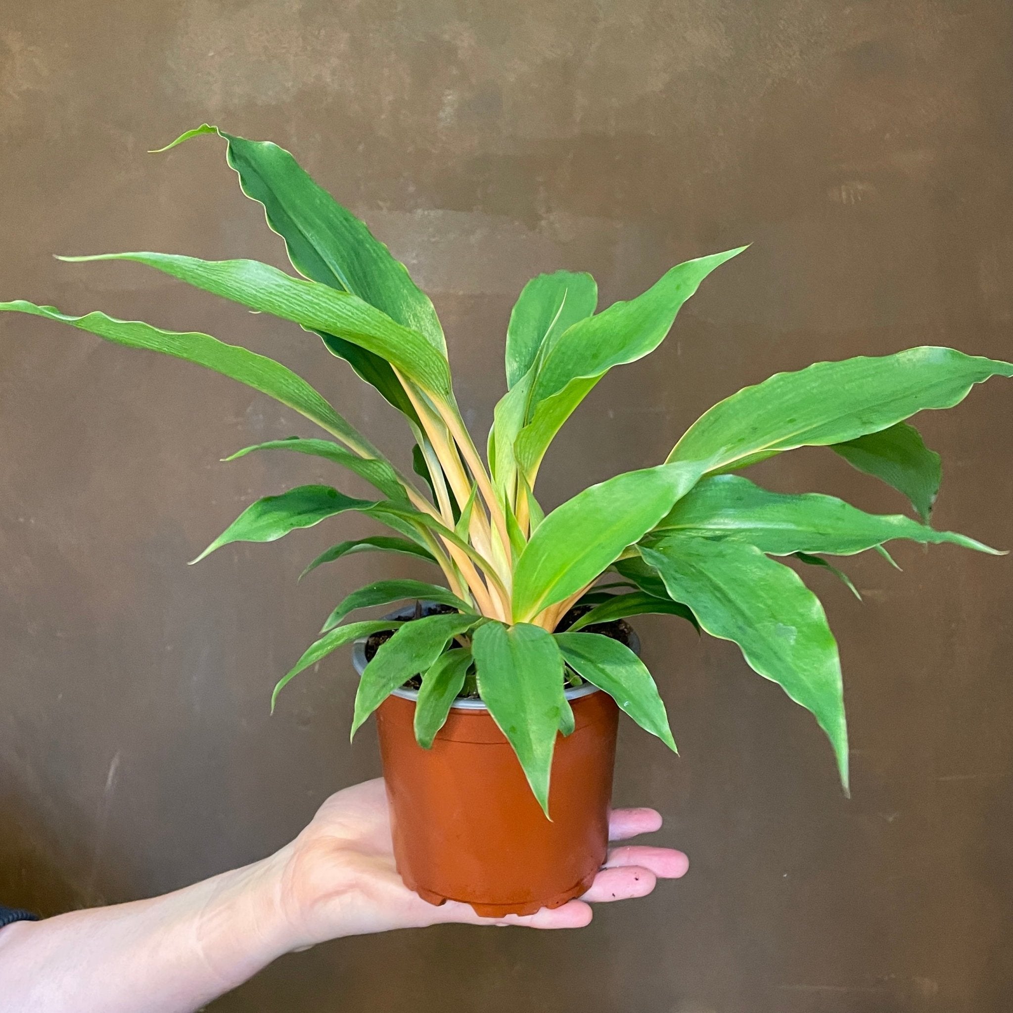 Chlorophytum orchidastrum 'Green Orange' - grow urban. UK