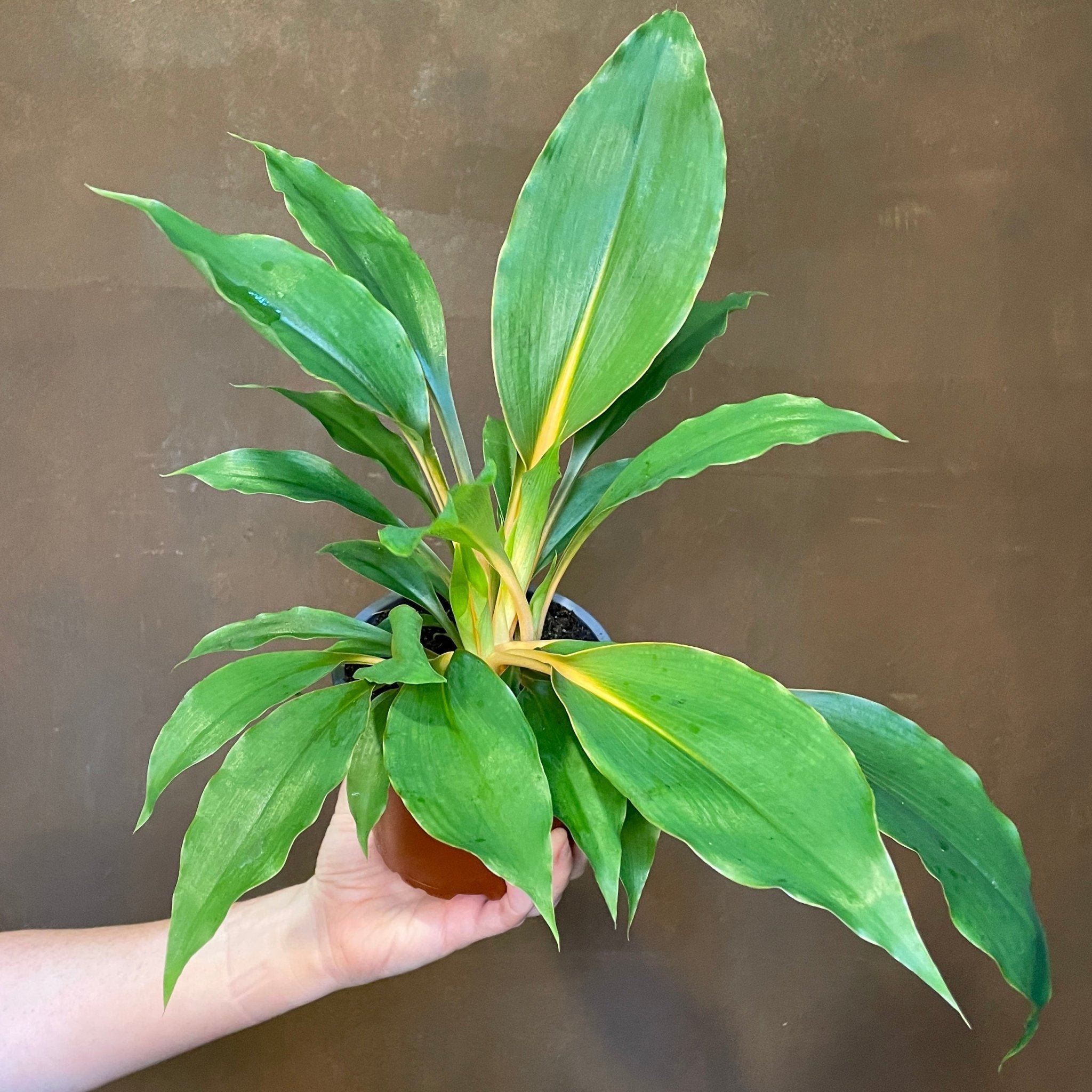 Chlorophytum orchidastrum 'Green Orange' - grow urban. UK