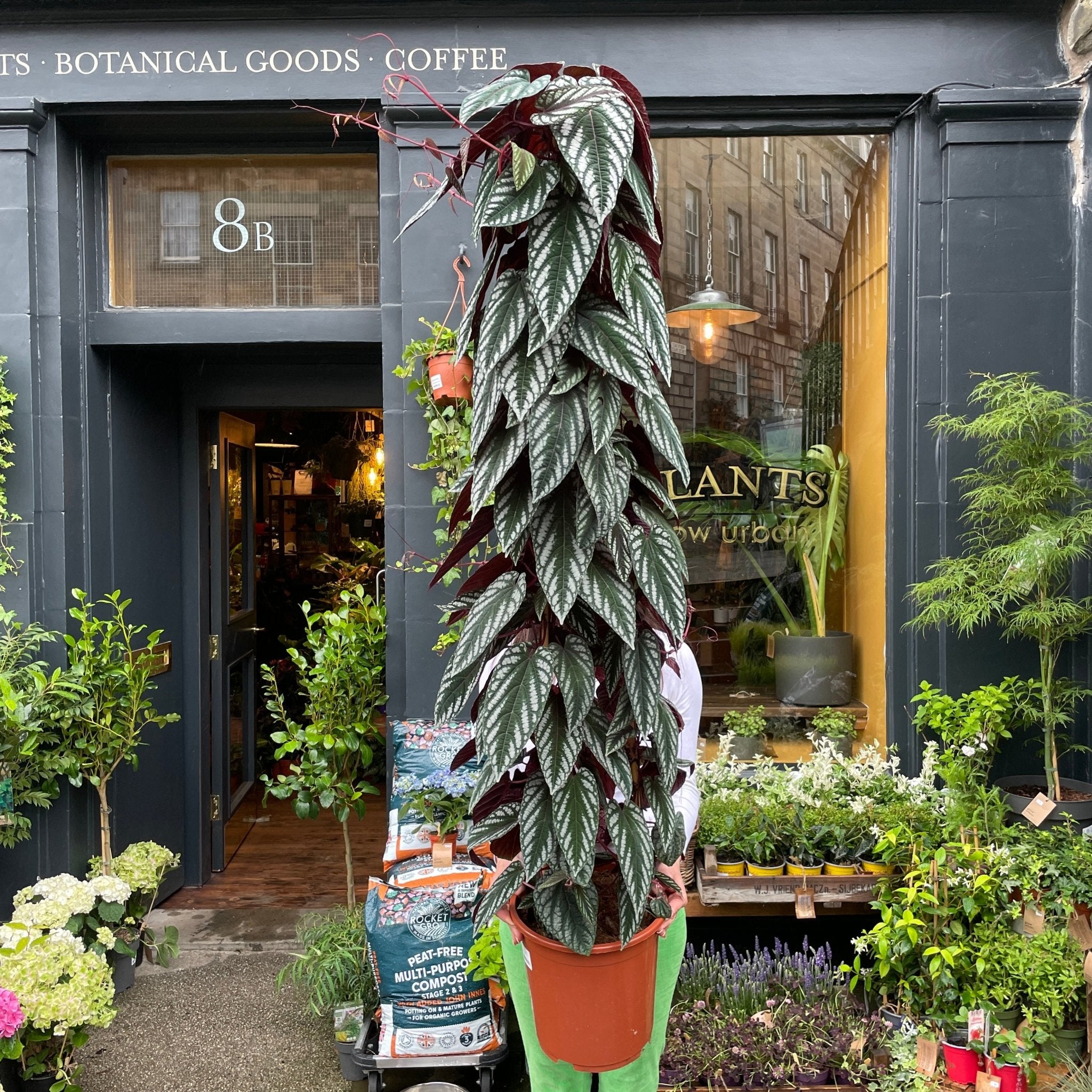 Cissus discolor (150cm) - grow urban. UK