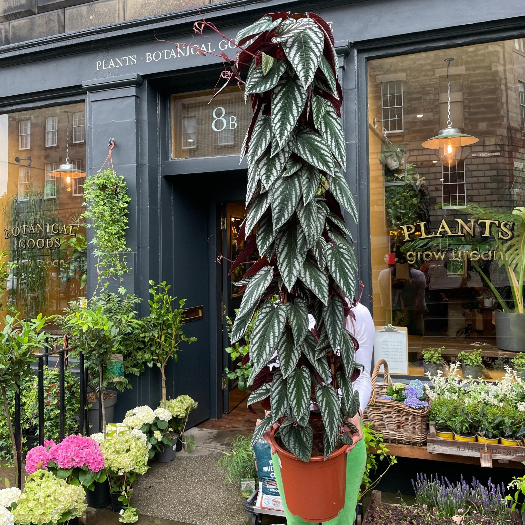 Cissus discolor (150cm) - grow urban. UK