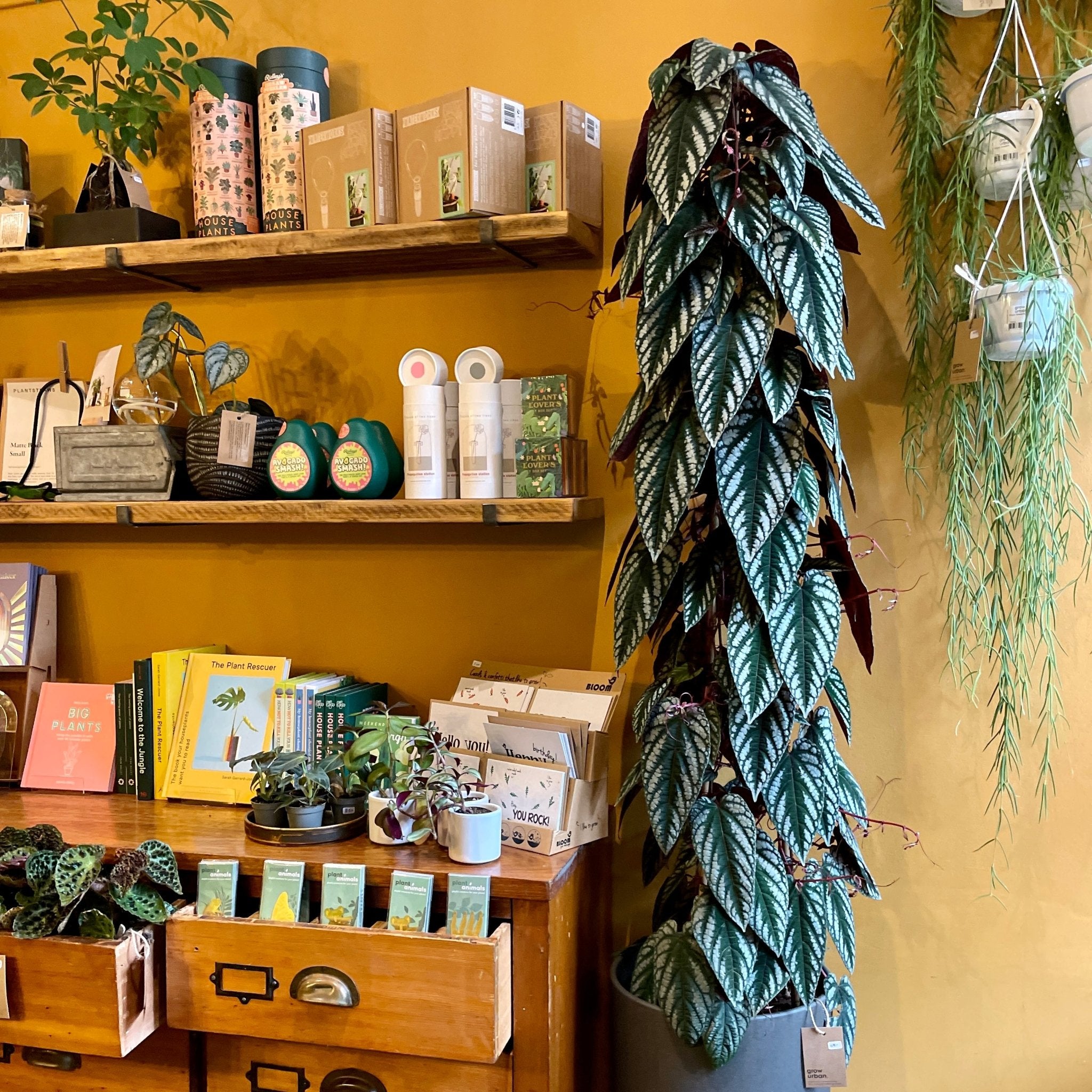 Cissus discolor (150cm) - grow urban. UK