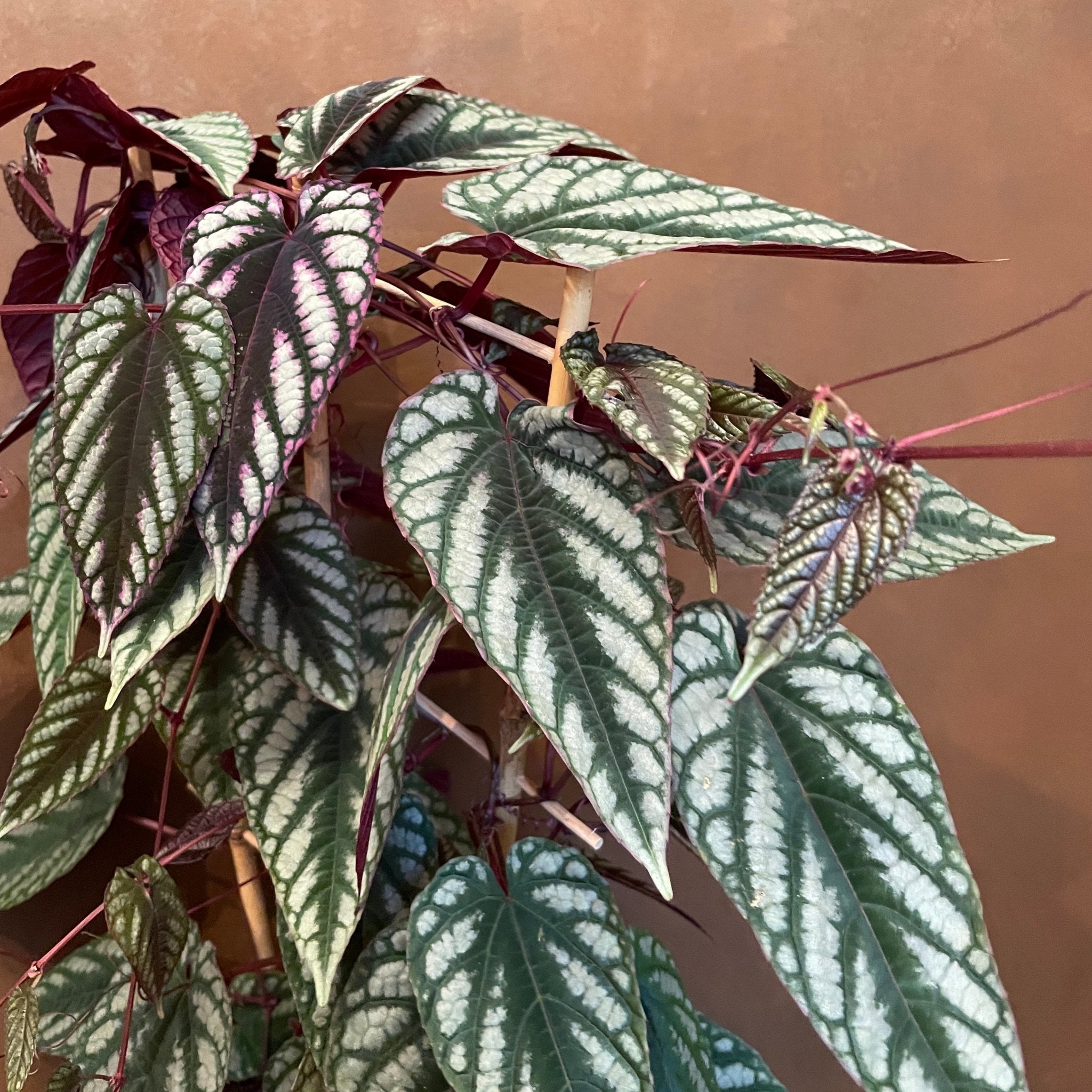 Cissus discolor - grow urban. UK