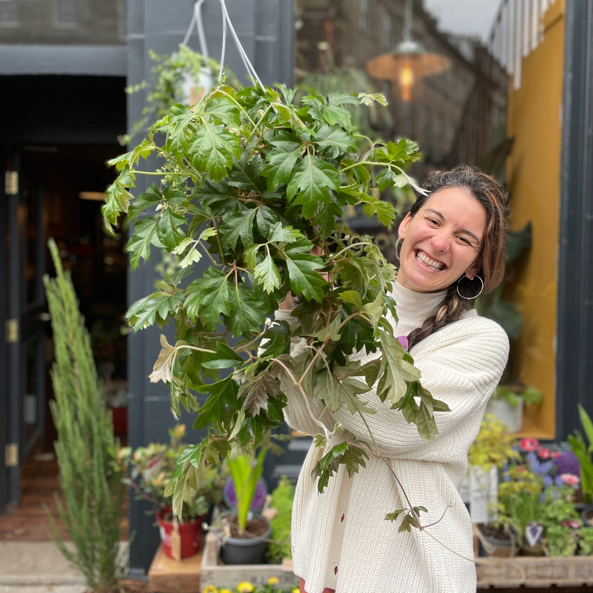 Cissus 'Ellen Danica' - grow urban. UK