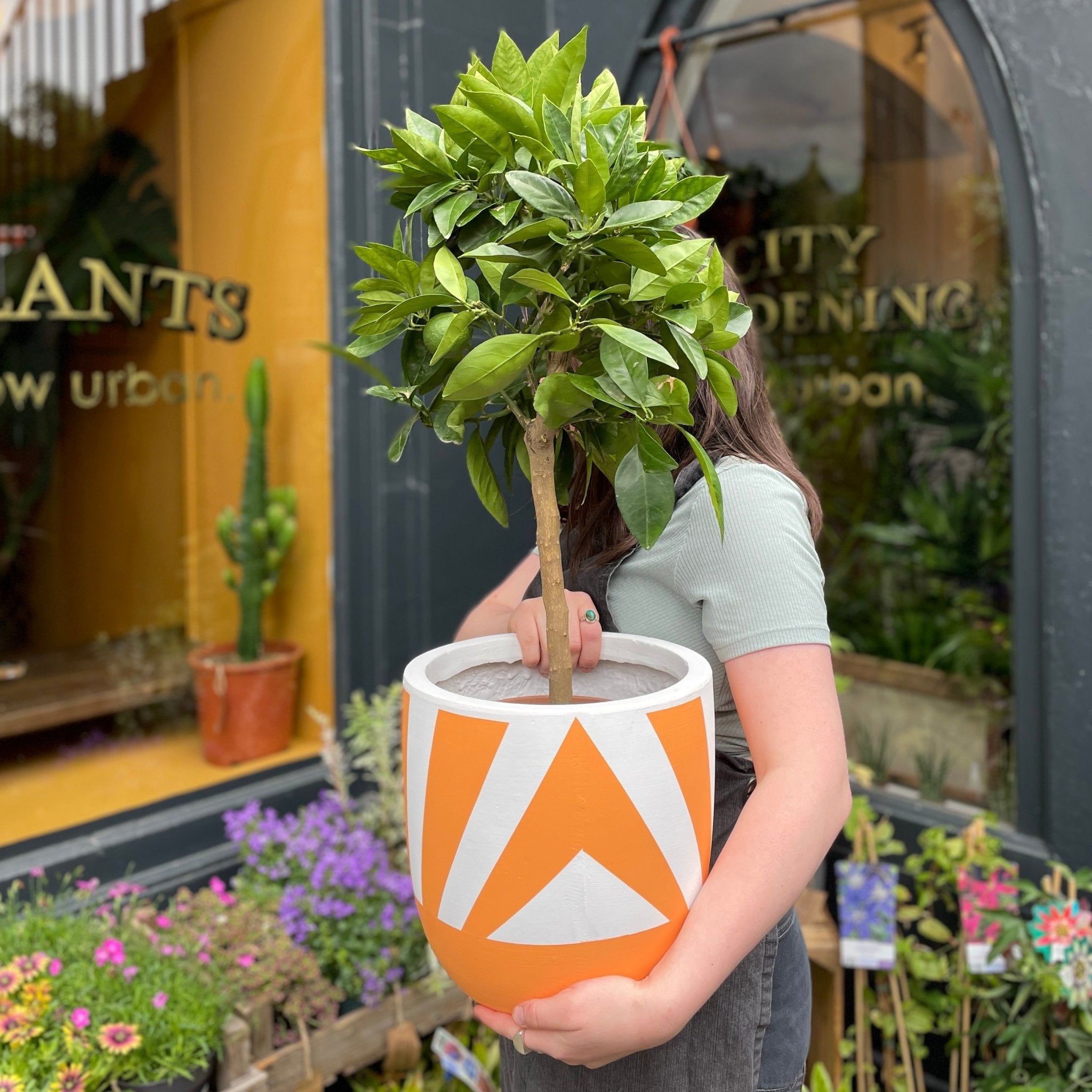 Citrus calamondin - grow urban. UK