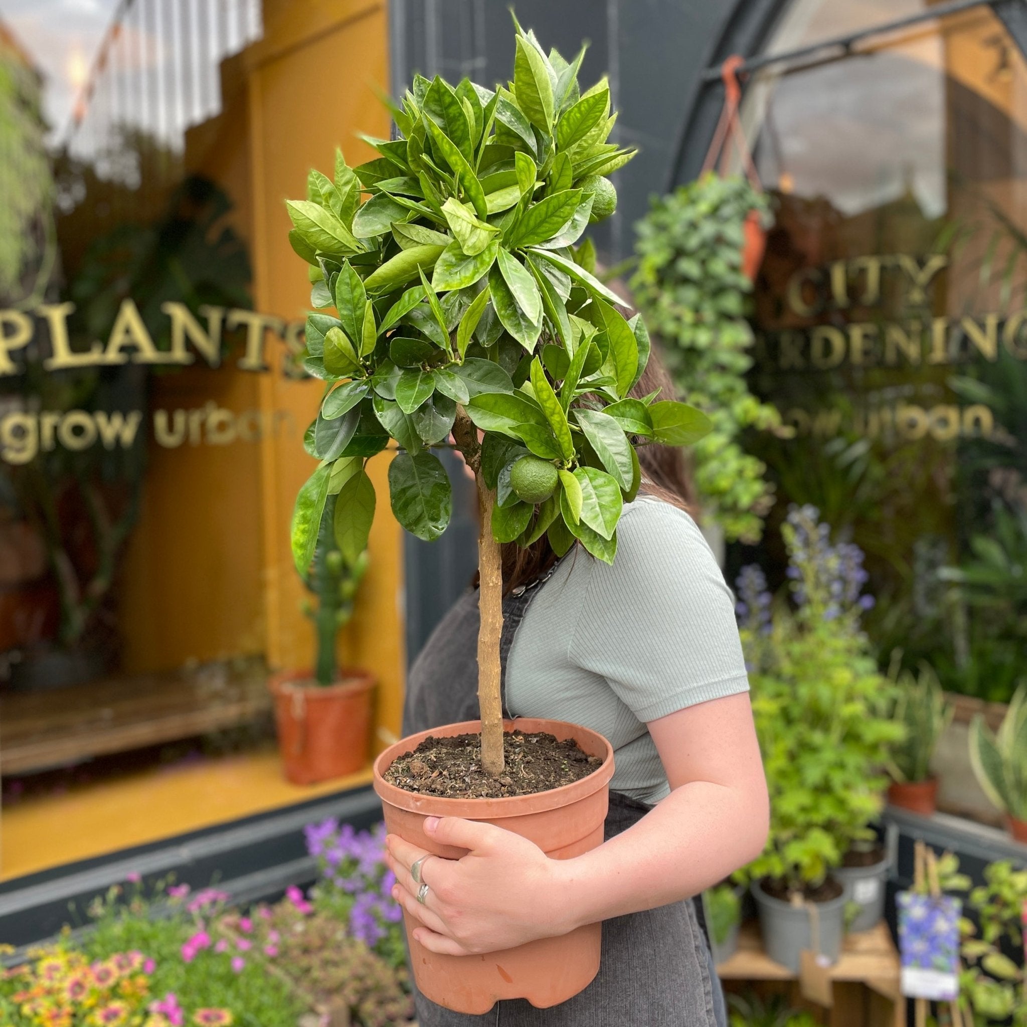 Citrus calamondin - grow urban. UK
