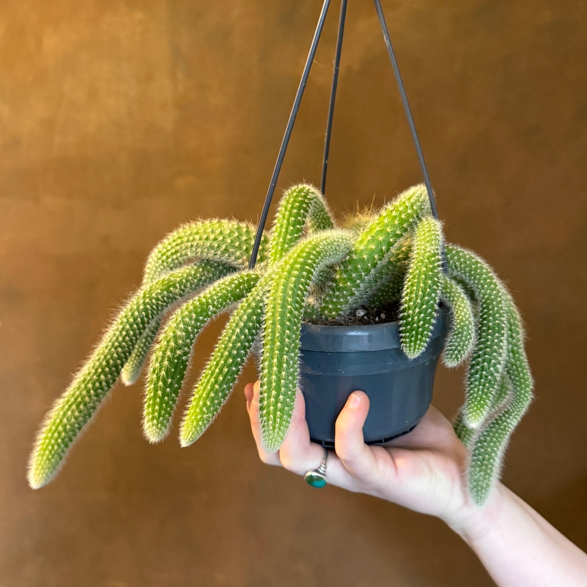 Cleistocactus colademononis (hangpot) - grow urban. UK