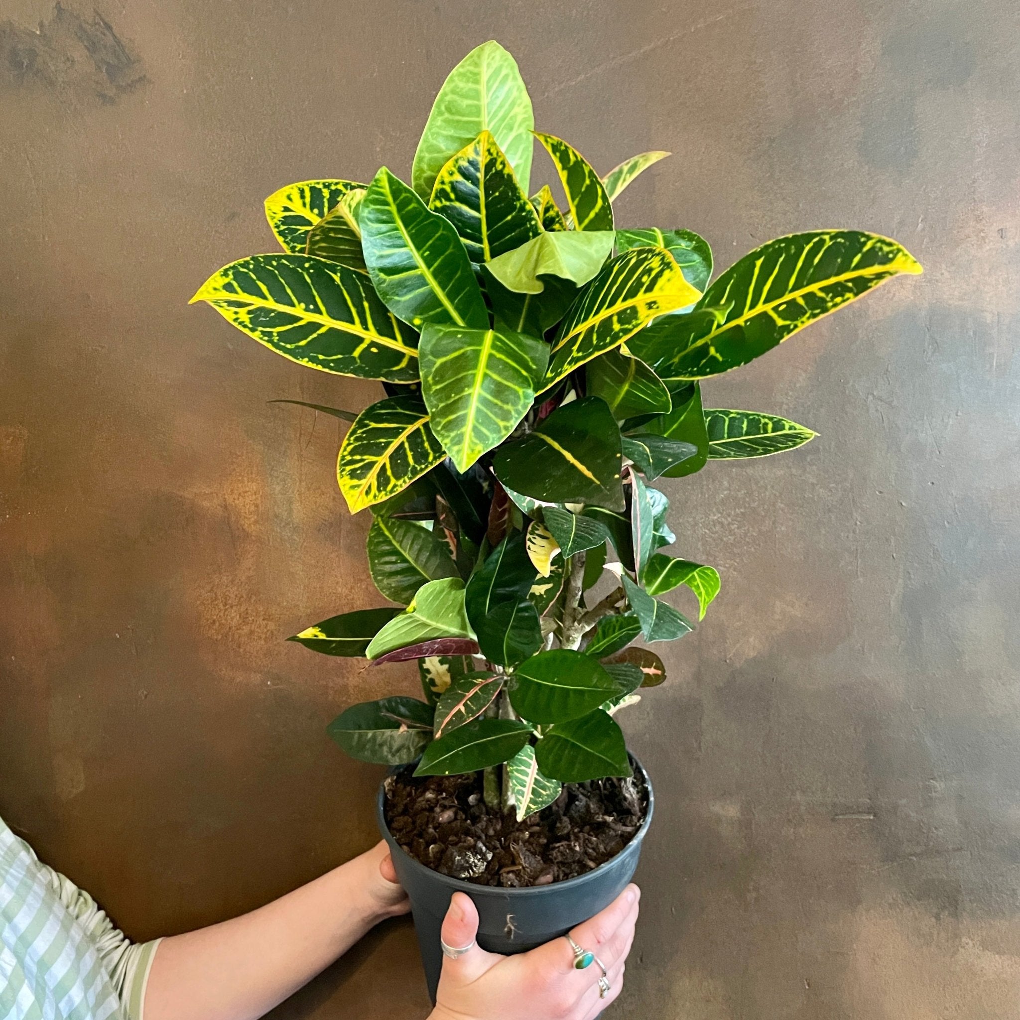 Codiaeum ‘Petra’ (19cm pot) - grow urban. UK