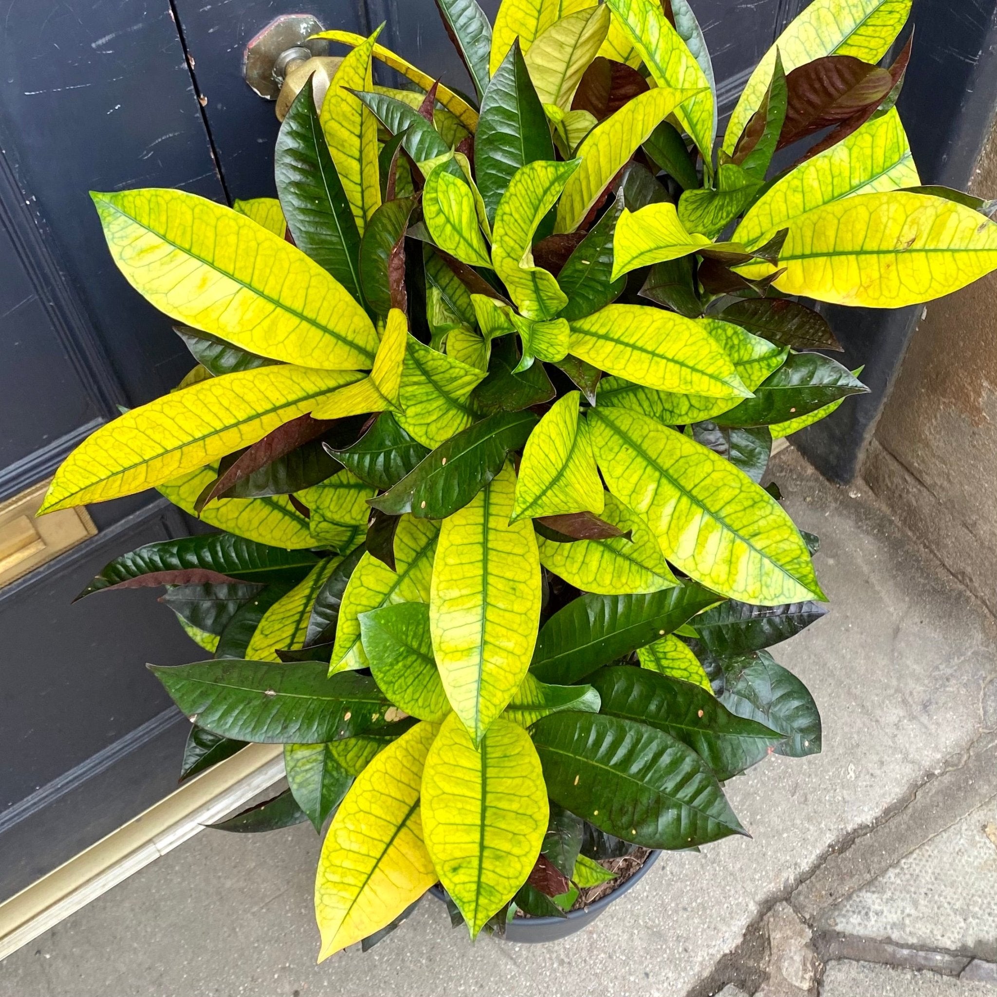 Codiaeum var. ‘Mrs Iceton’ - grow urban. UK