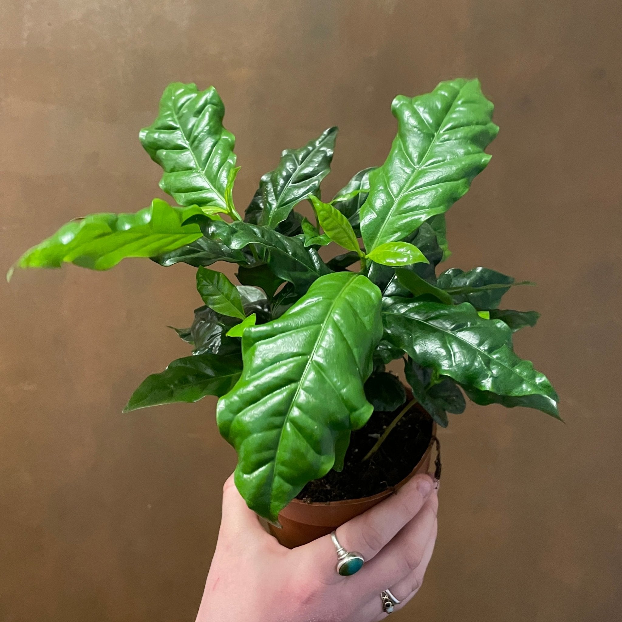 Coffea arabica (12cm pot) - grow urban. UK