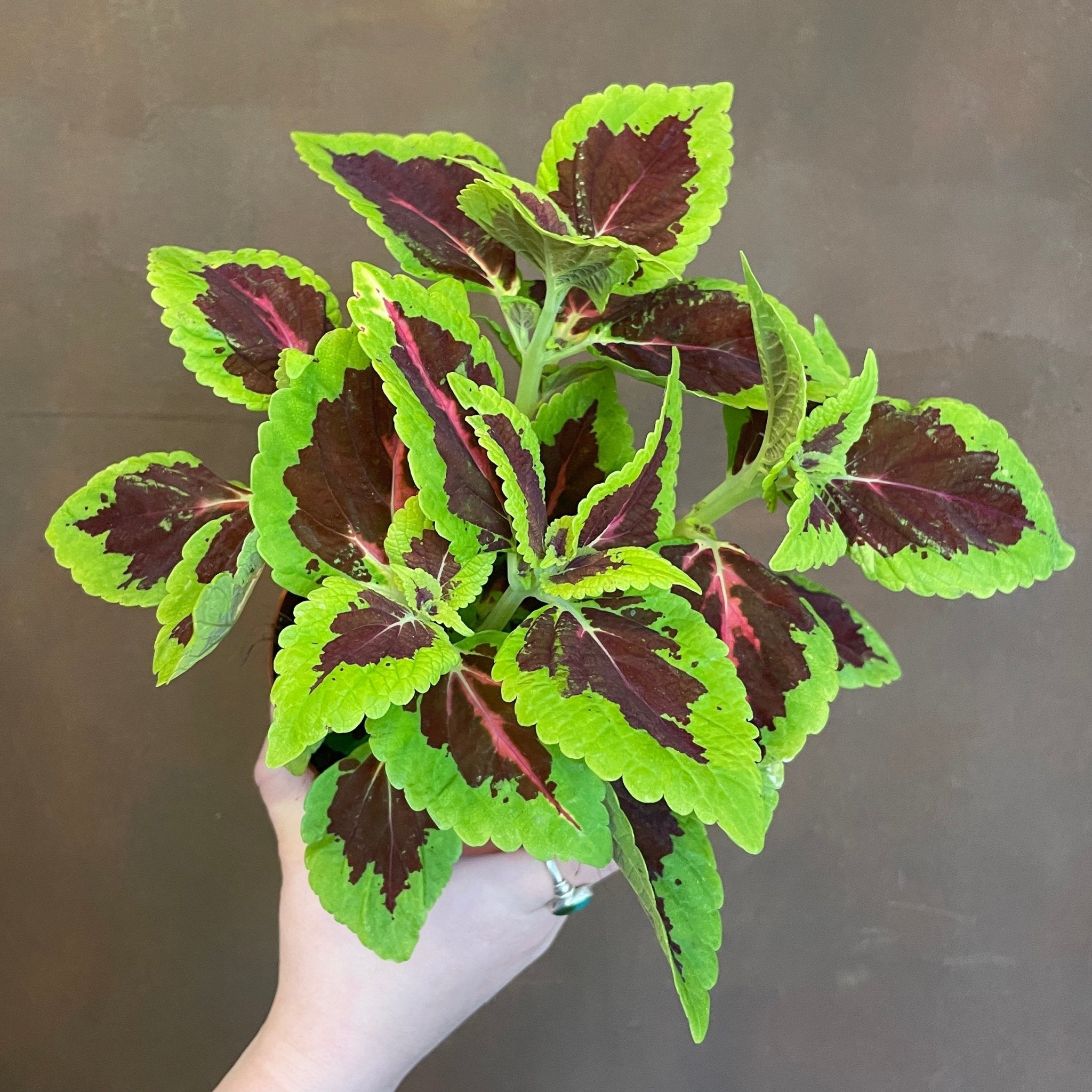 Coleus 'Alligator Alley' - grow urban. UK