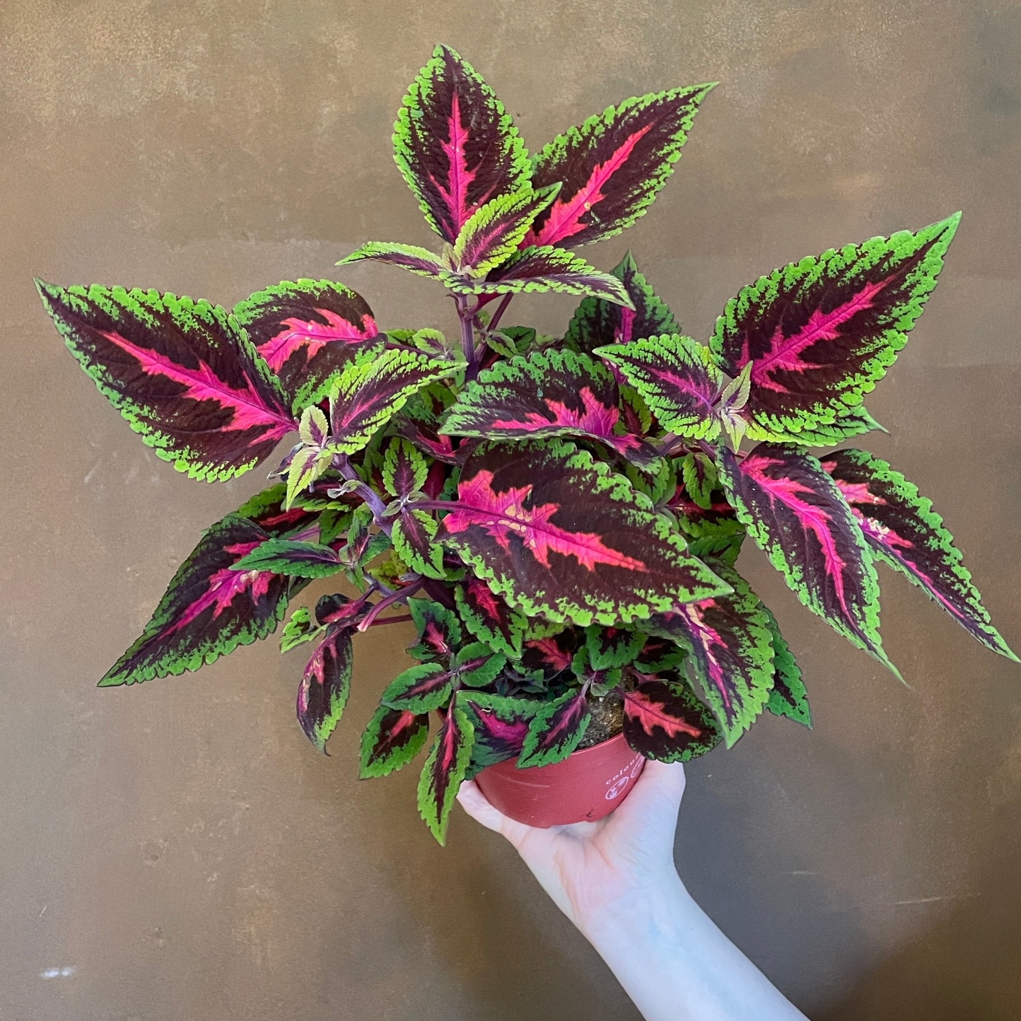 Coleus 'Ruby Road' - grow urban. UK