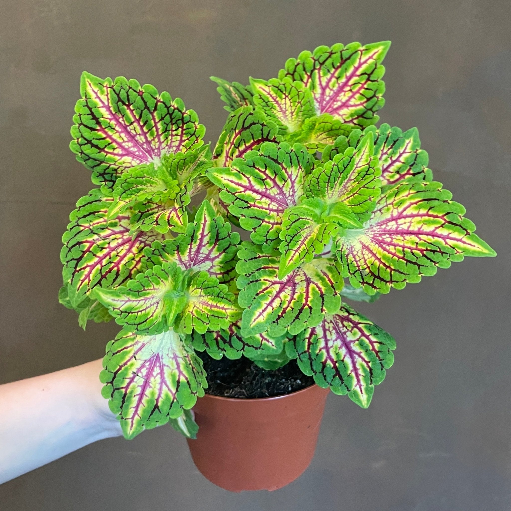 Coleus 'Spacecake' - grow urban. UK