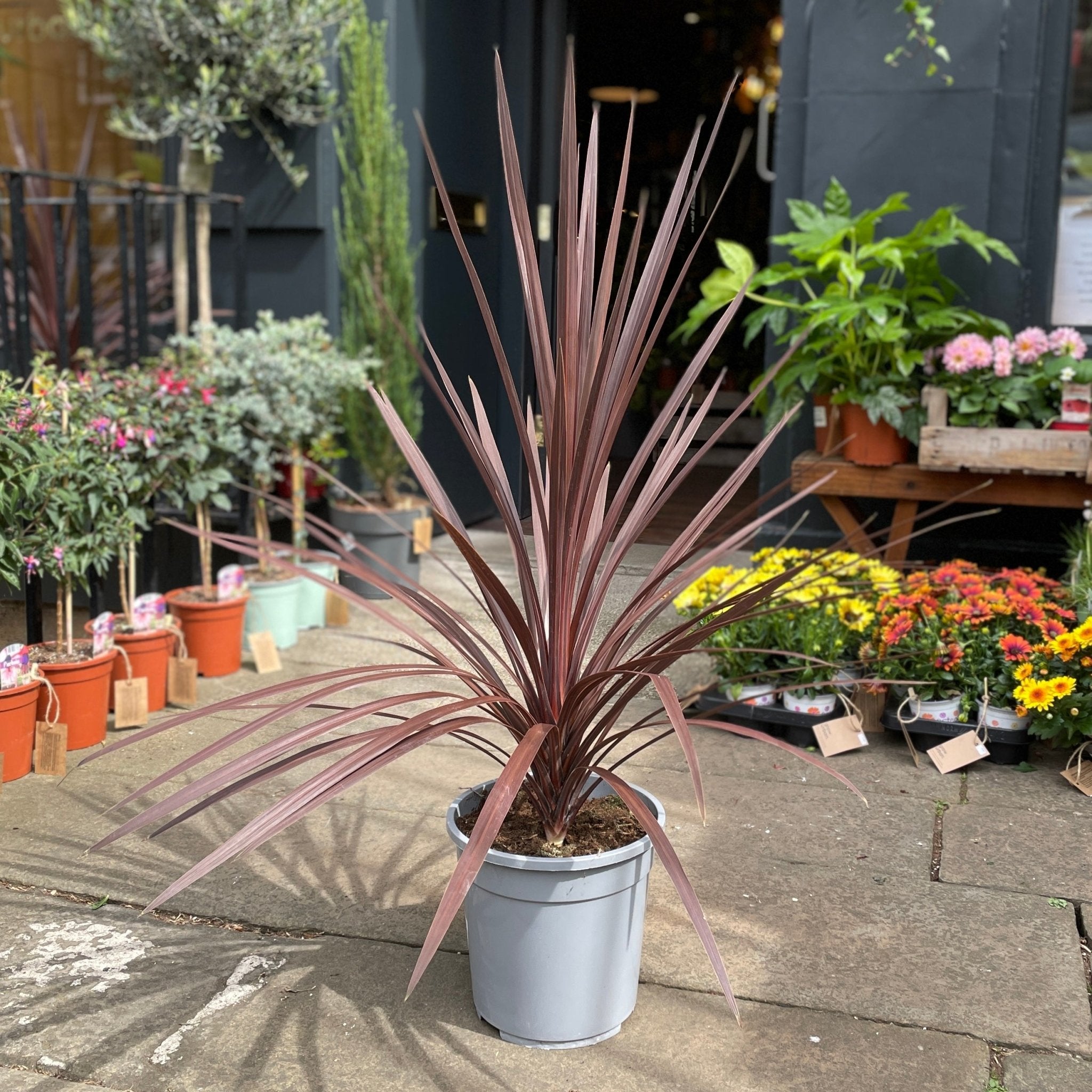 Cordyline 'Red Star' - grow urban. UK
