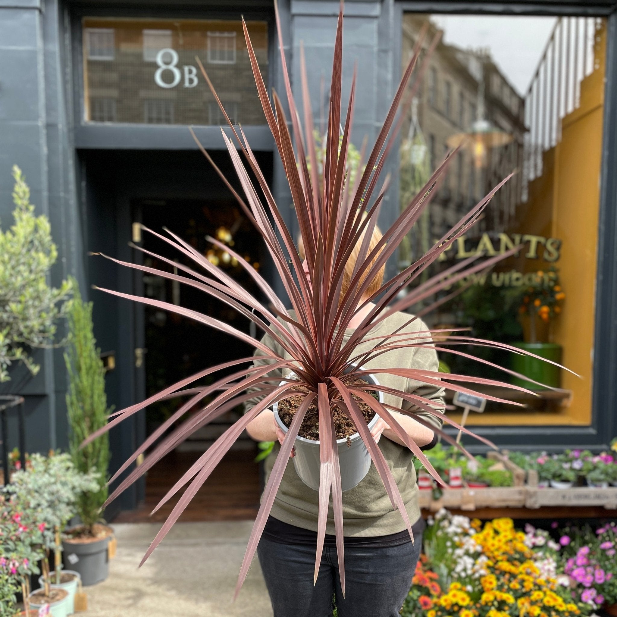 Cordyline 'Red Star' - grow urban. UK