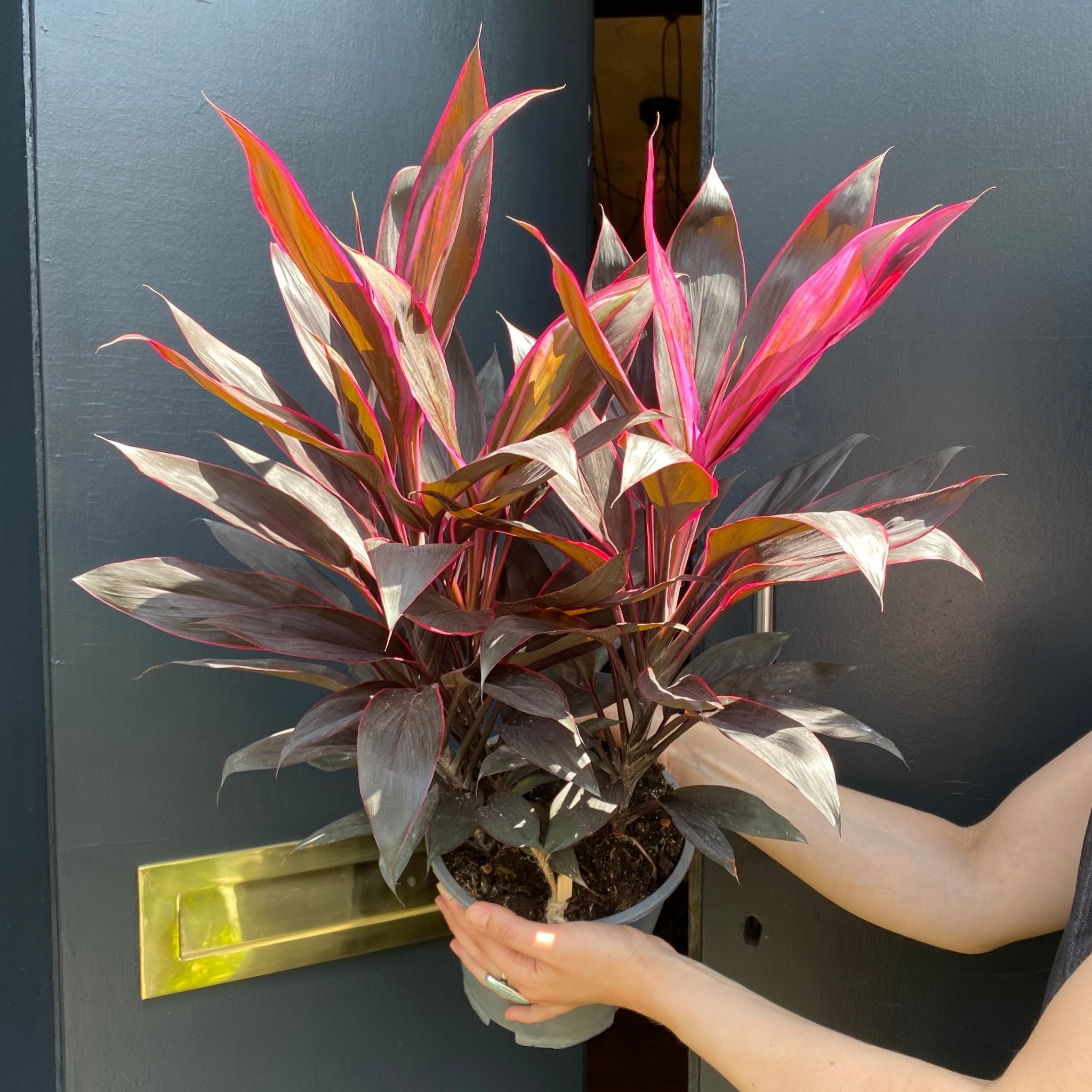 Cordyline ‘Tango’ (19cm pot) - grow urban. UK