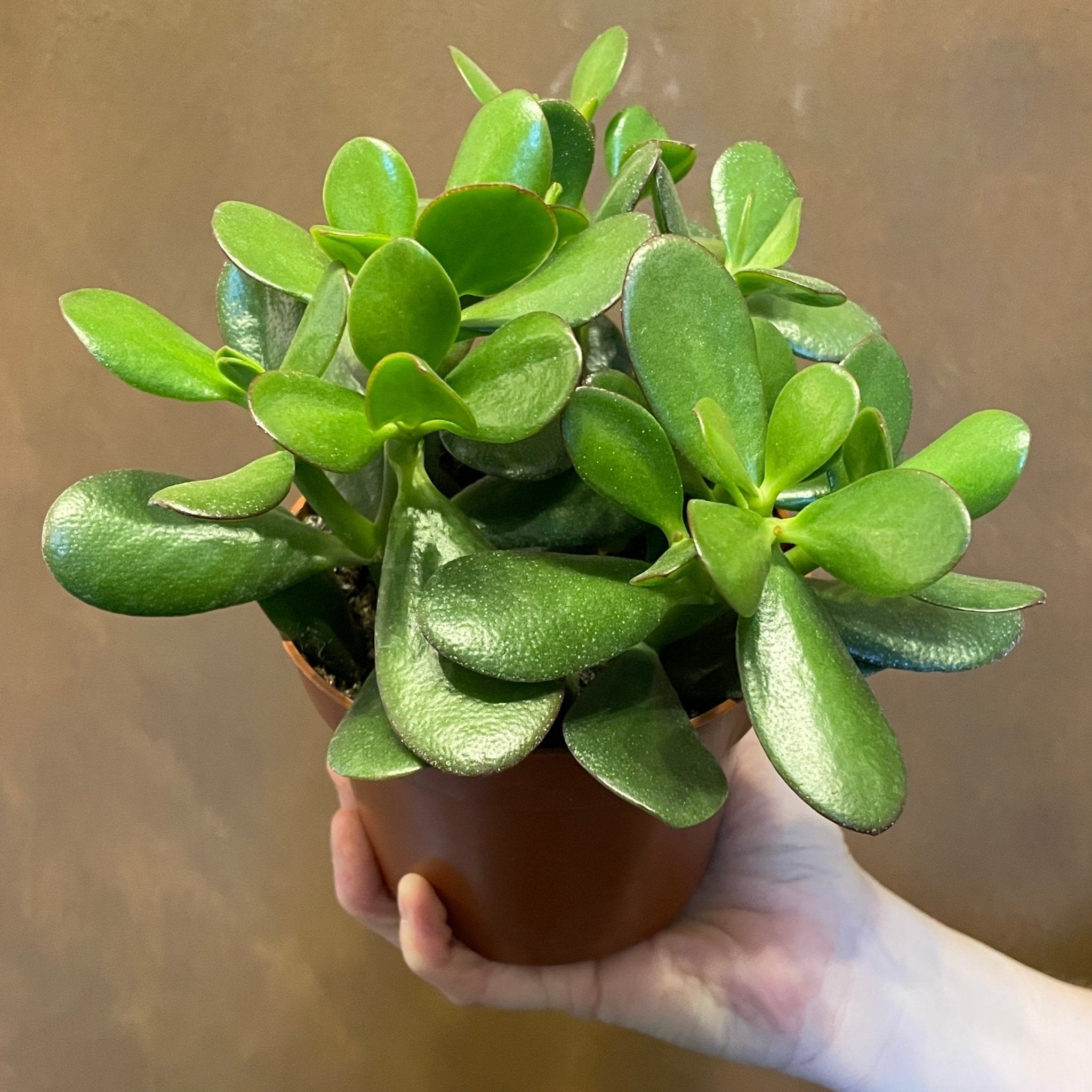 Crassula argentea - grow urban. UK