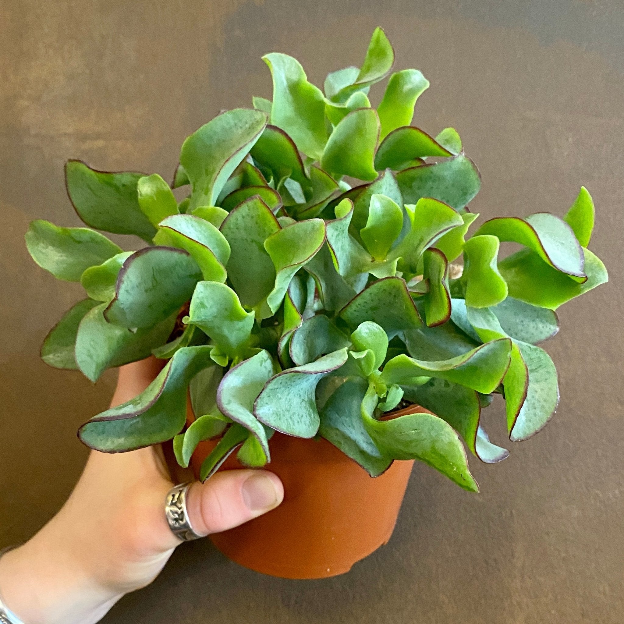 Crassula 'Curly Green' - grow urban. UK