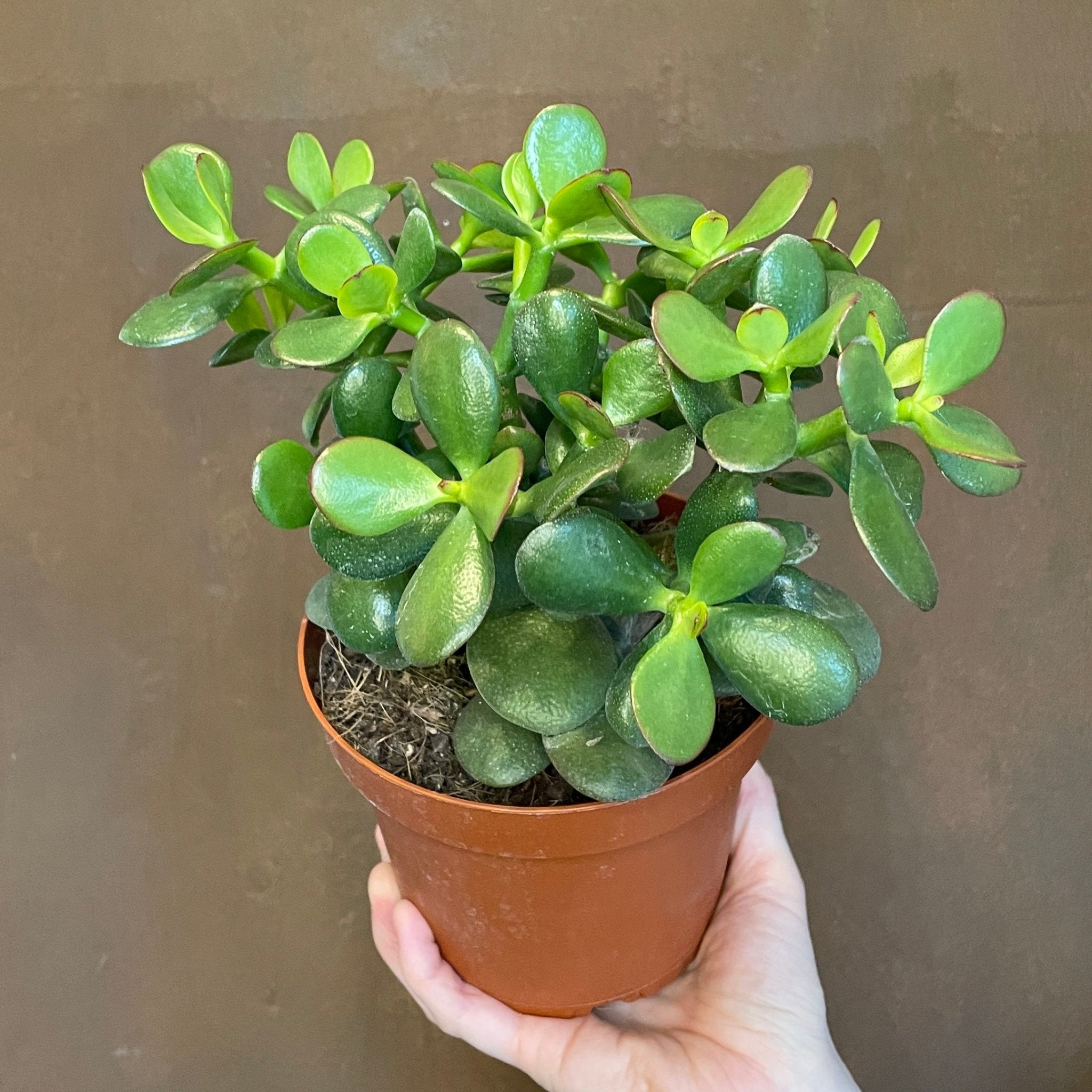 Crassula ovata (14cm pot) - grow urban. UK