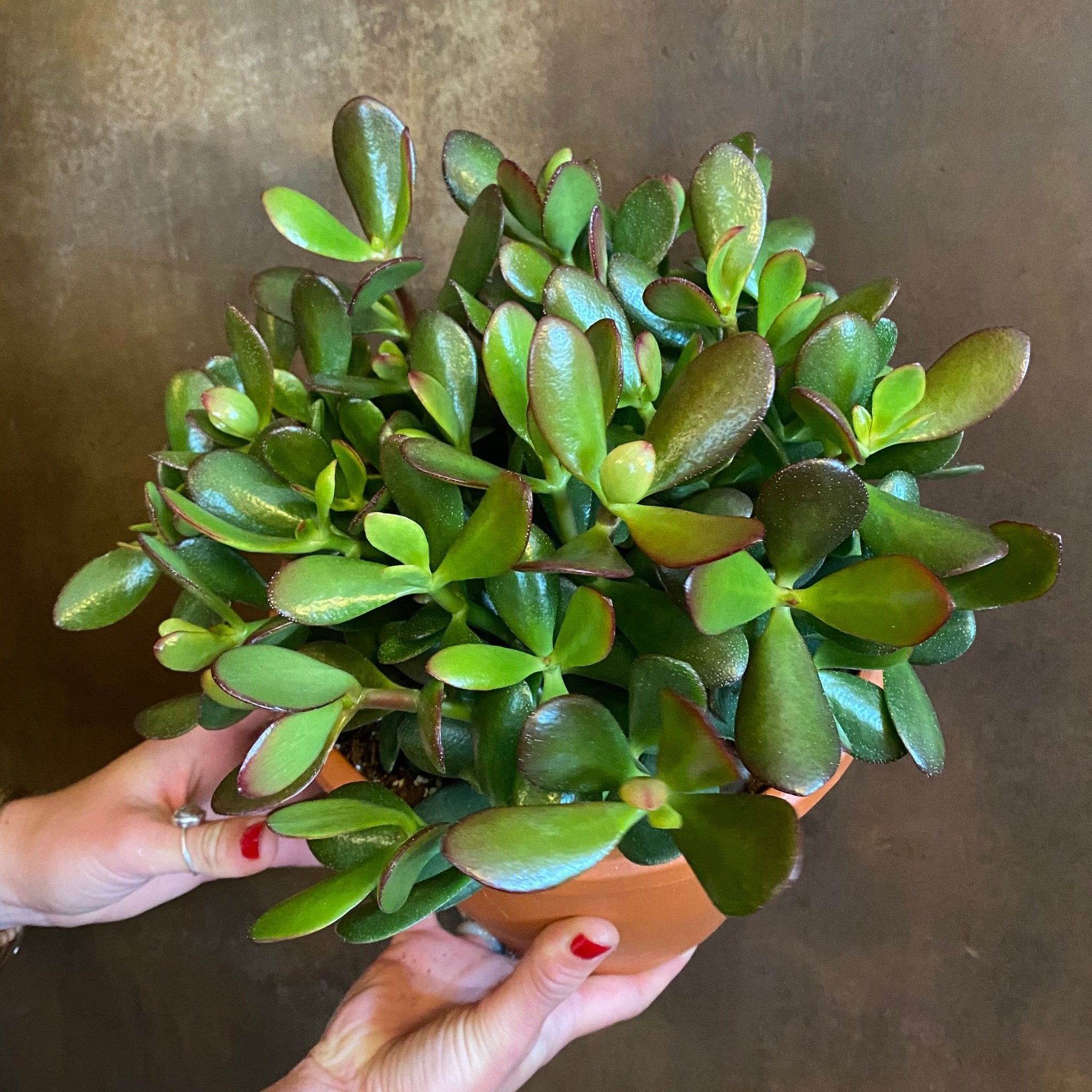 Crassula ovata - grow urban. UK