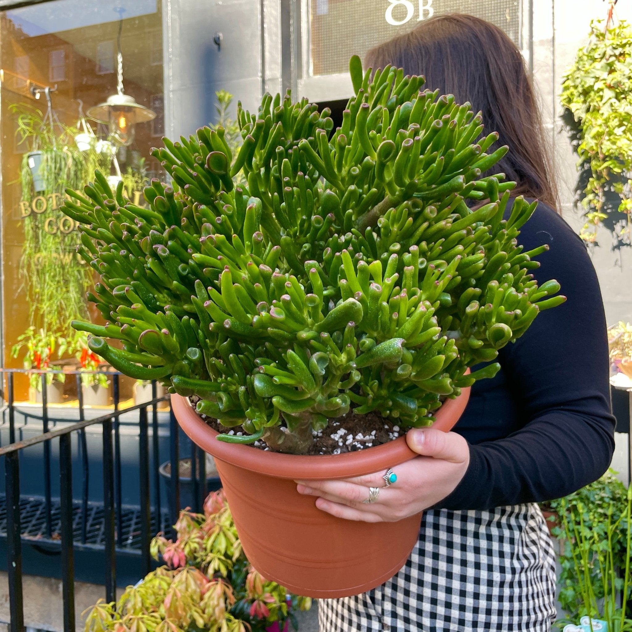 Crassula ovata 'Hobbit' - grow urban. UK