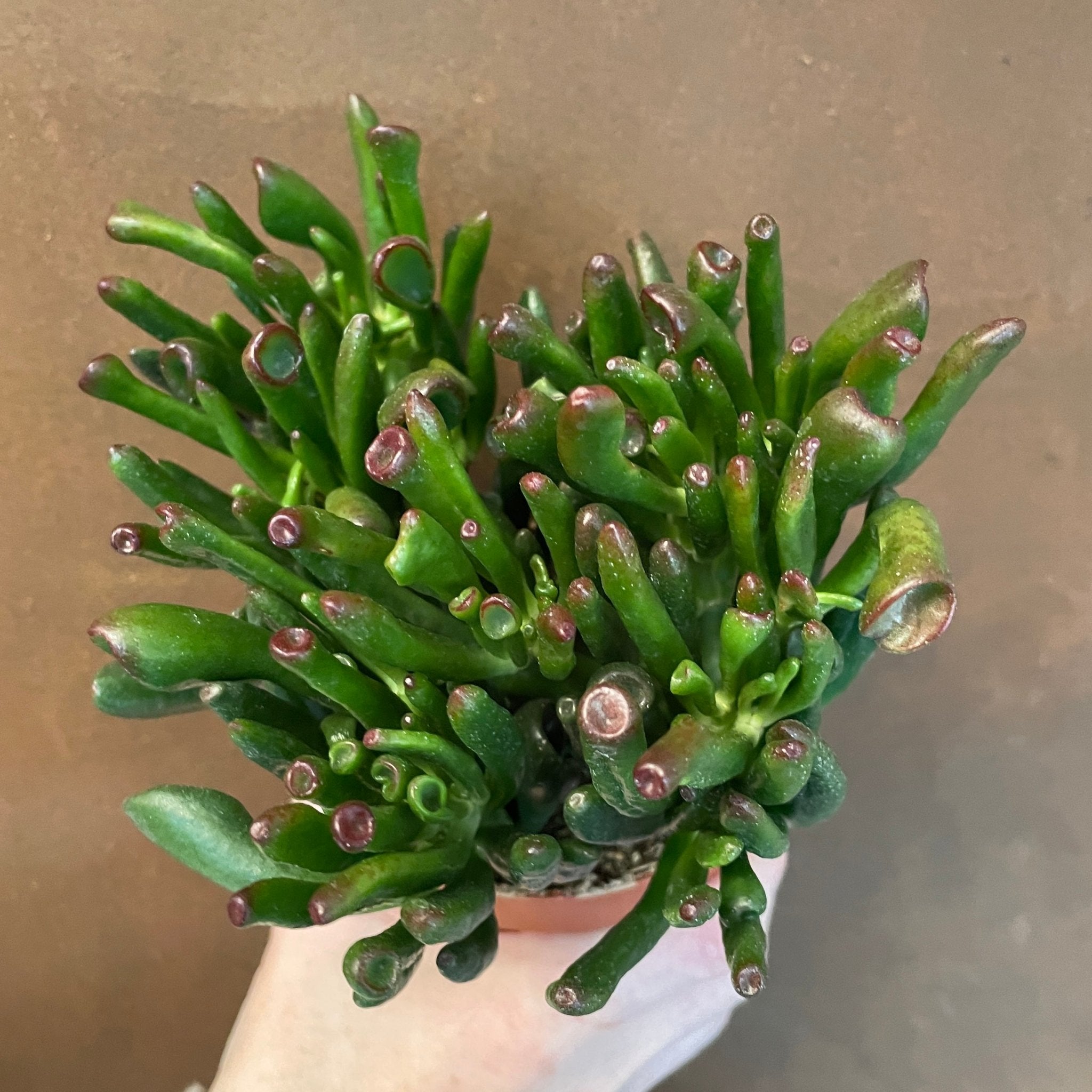 Crassula ovata 'Horn Tree' - grow urban. UK
