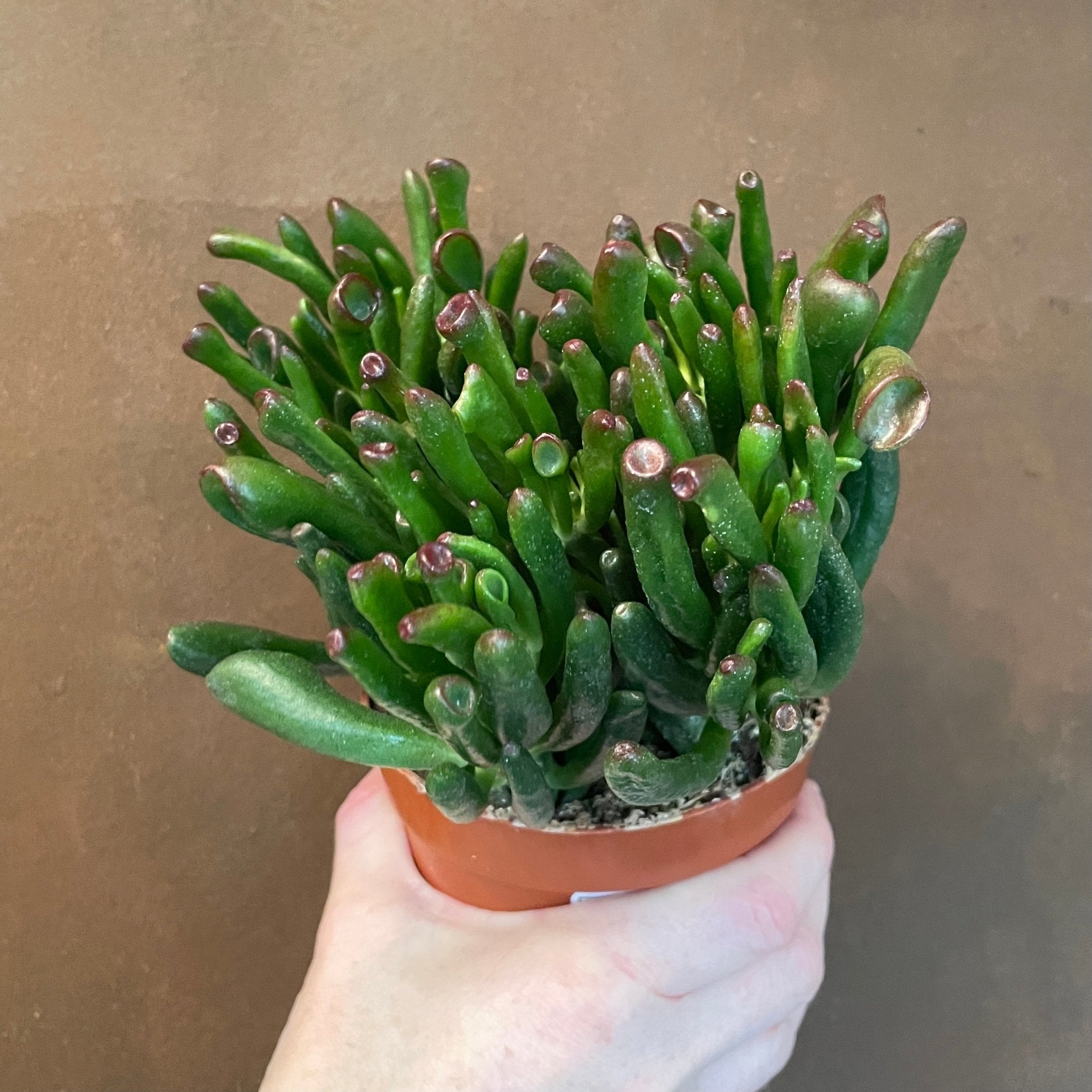 Crassula ovata 'Horn Tree' - grow urban. UK