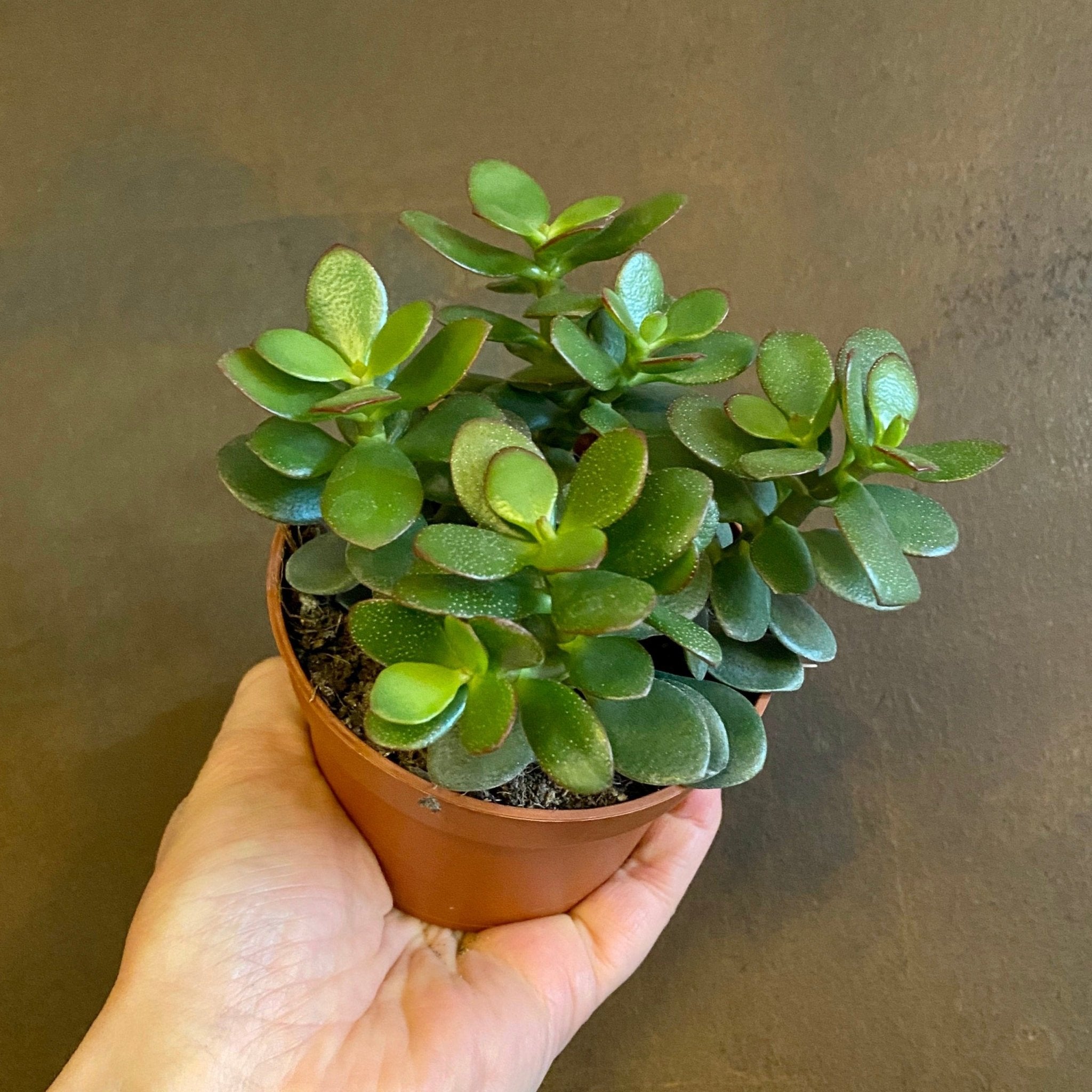 Crassula ovata 'Minor' - grow urban. UK
