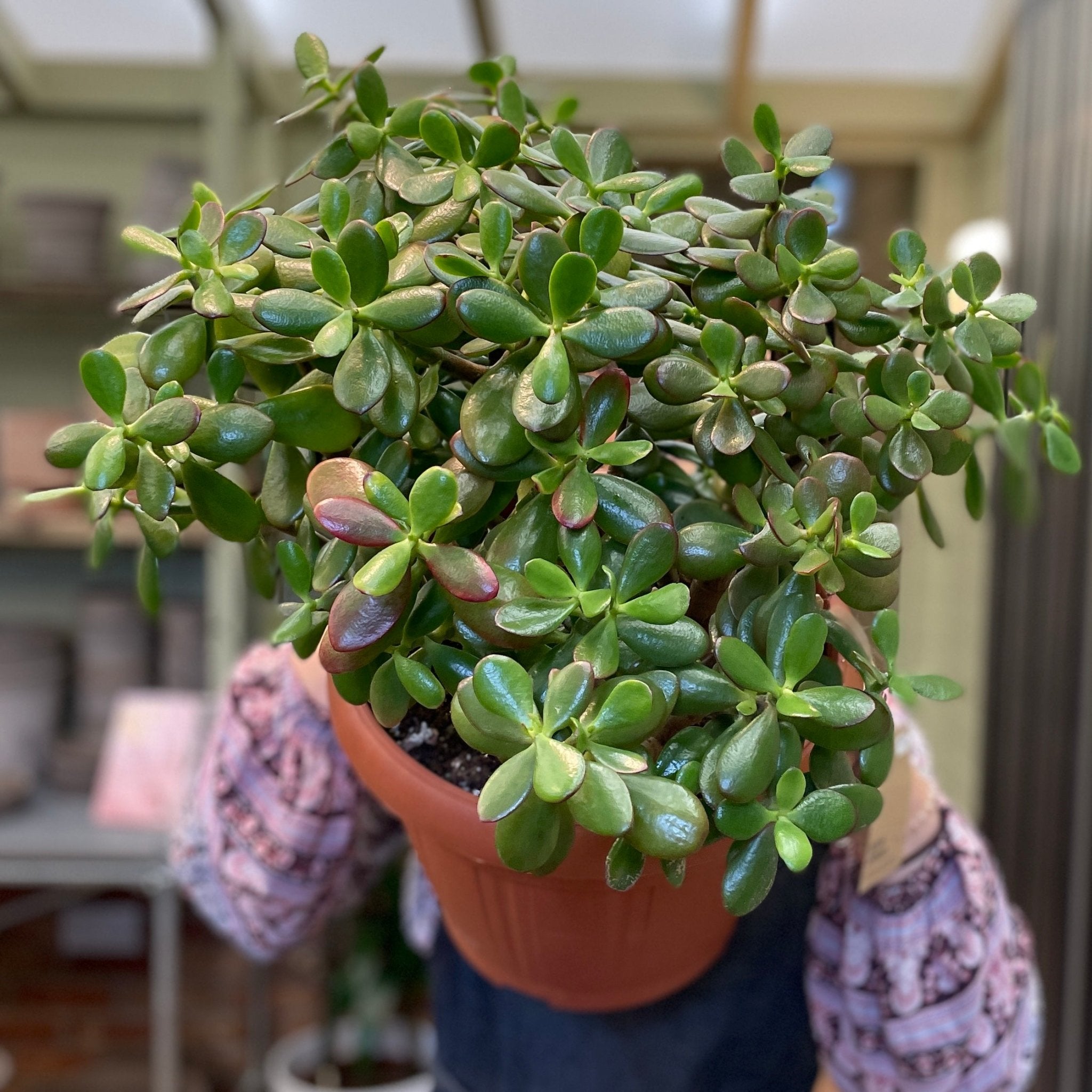 Crassula ovata ‘Sunset’ (30cm pot) - grow urban. UK