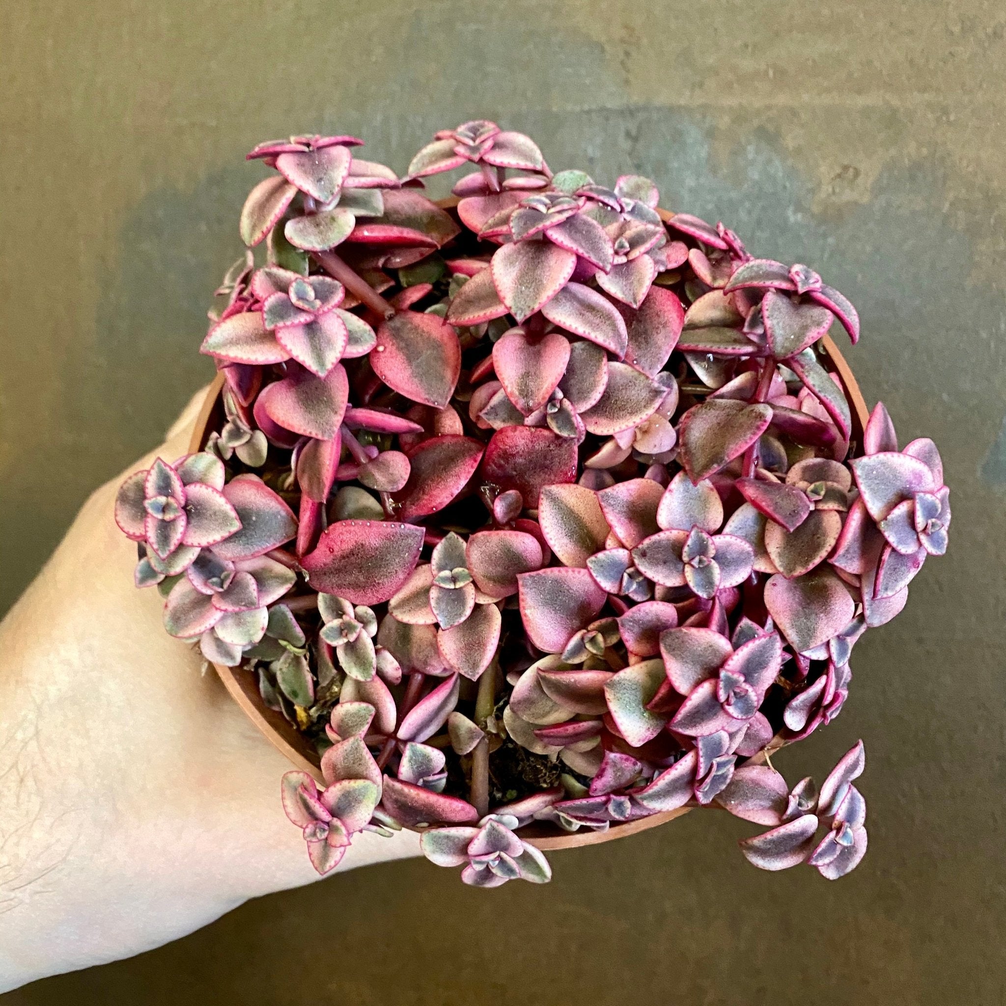 Crassula pellucida subsp. marginalis - grow urban. UK