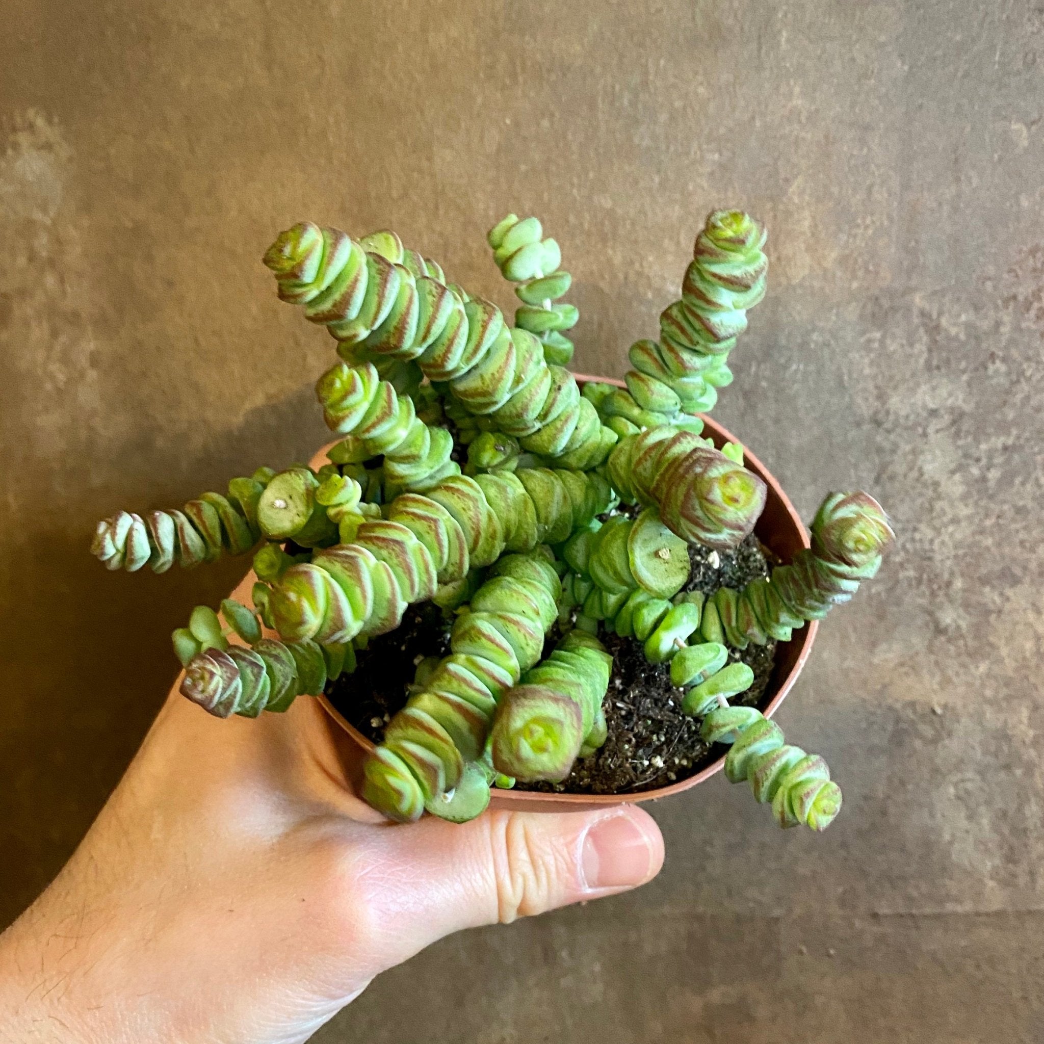 Crassula × rupestris f. marnieriana - grow urban. UK
