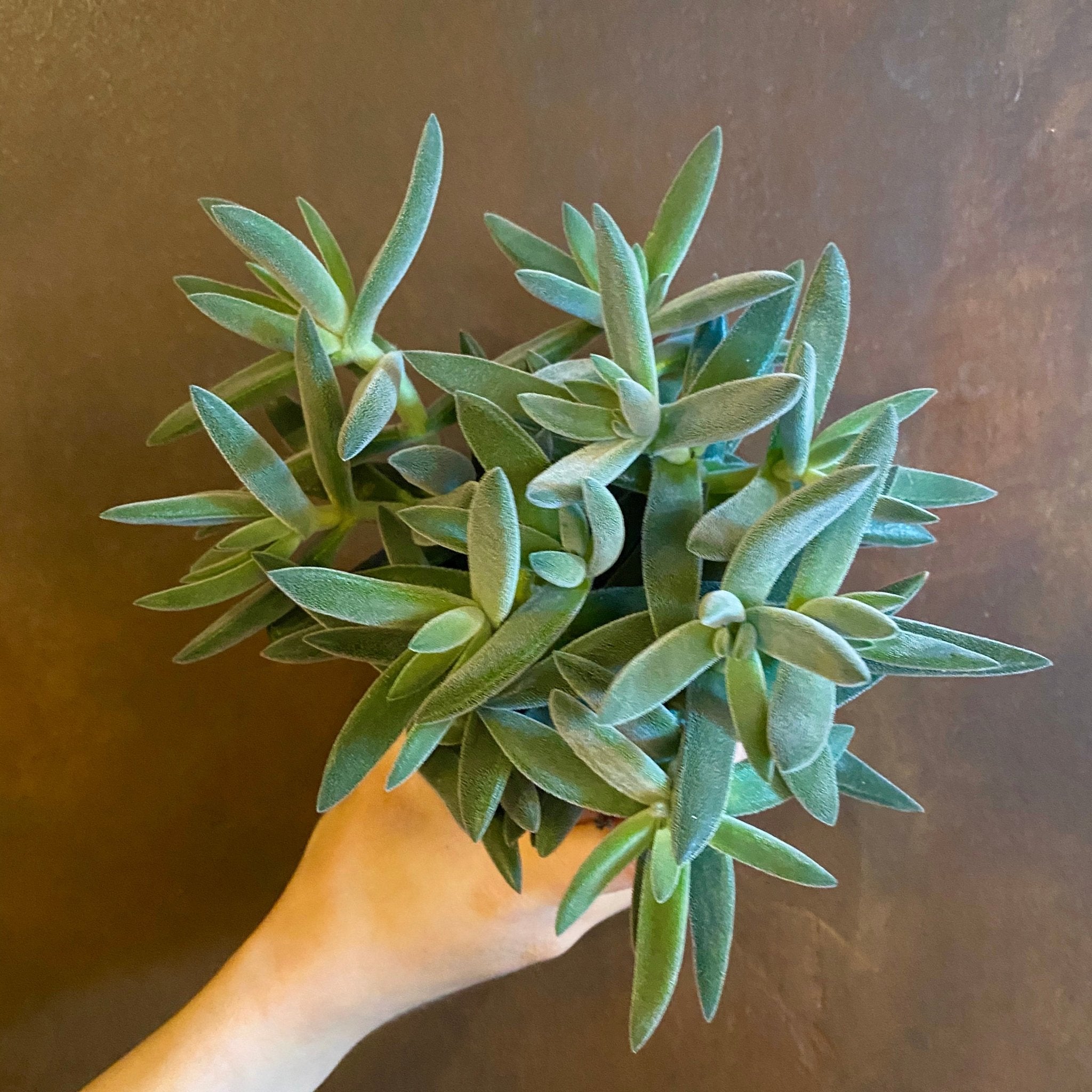 Crassula ‘Tenelli’ - grow urban. UK