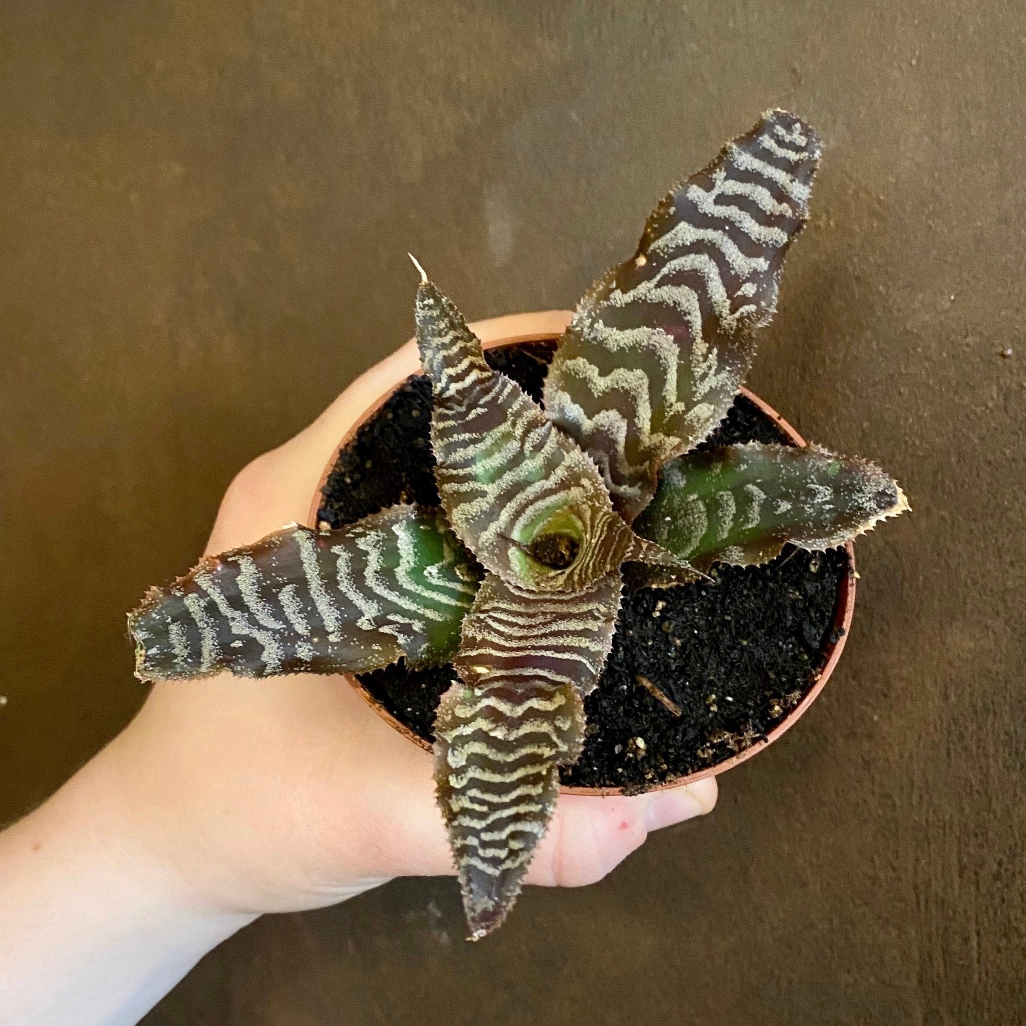 Cryptanthus zonatus - grow urban. UK