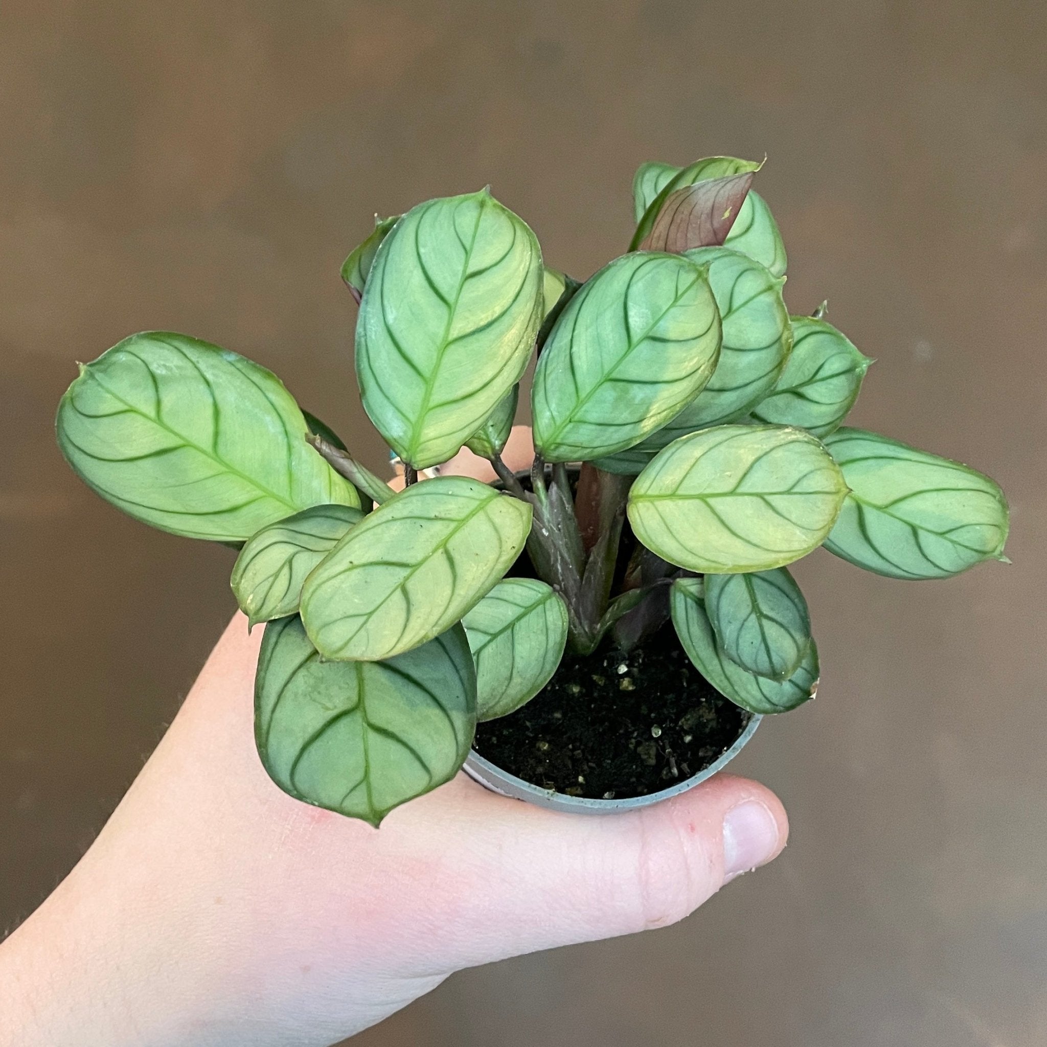 Ctenanthe ‘Amagris Mint’ - grow urban. UK