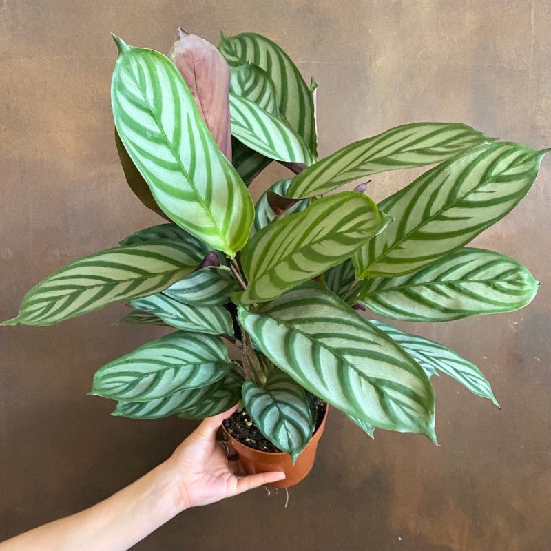 Ctenanthe 'Compact Star' (13cm pot) - grow urban. UK