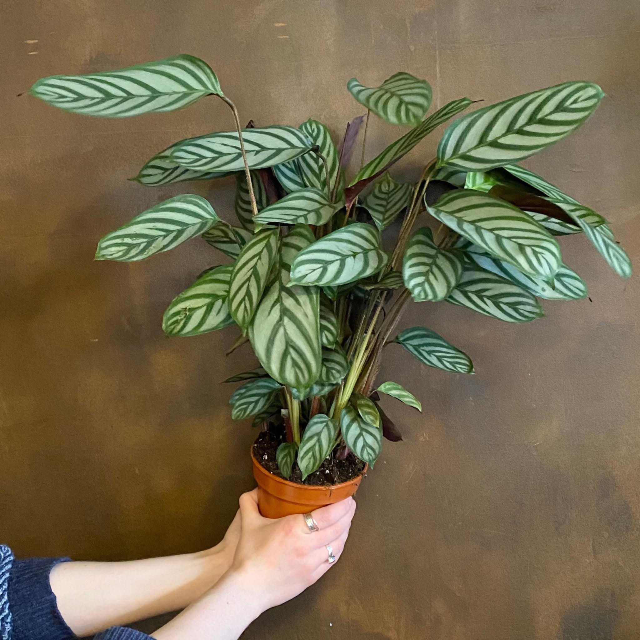 Ctenanthe 'Compact Star' (14cm pot) - grow urban. UK
