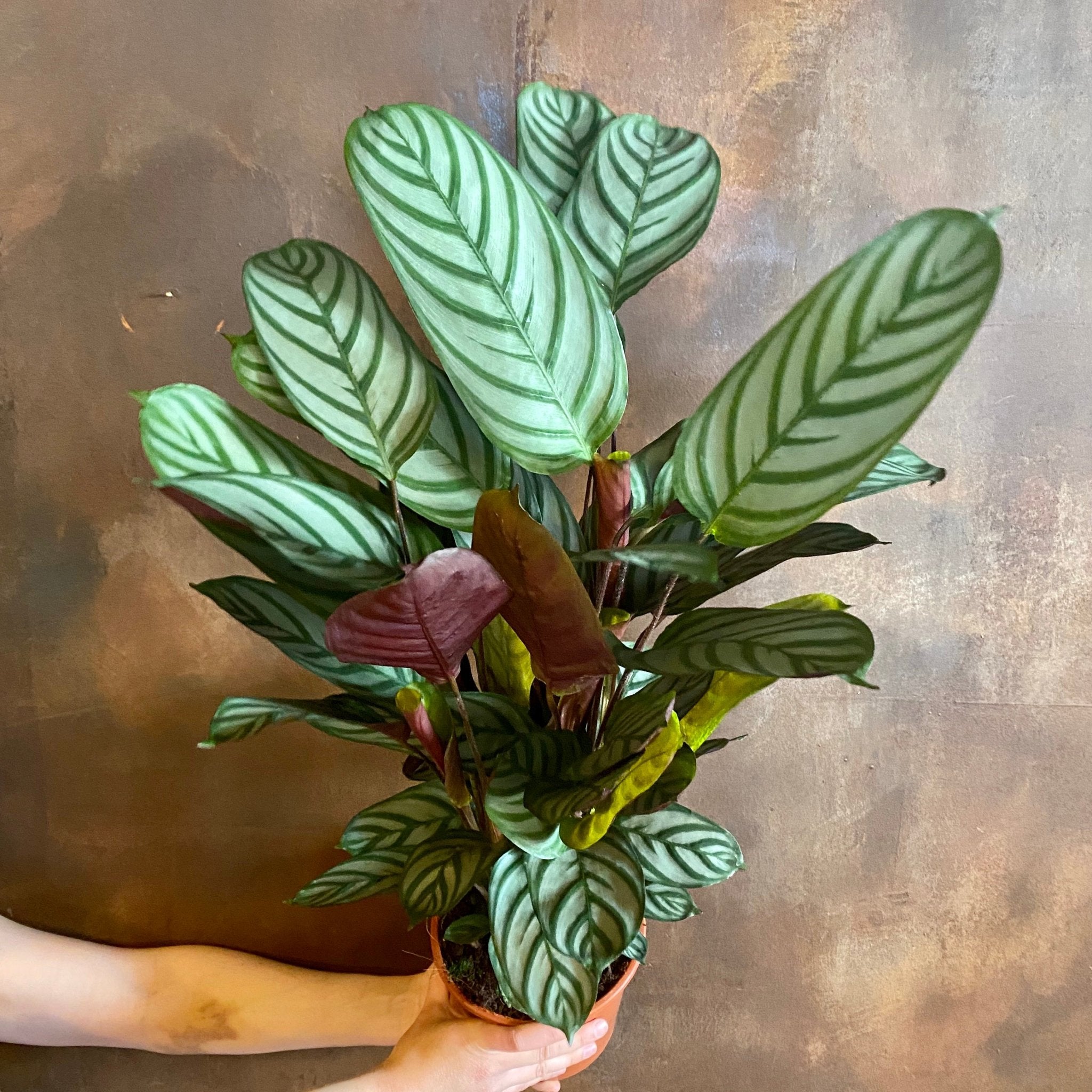 Ctenanthe ‘Compact Star’ (17cm pot) - grow urban. UK