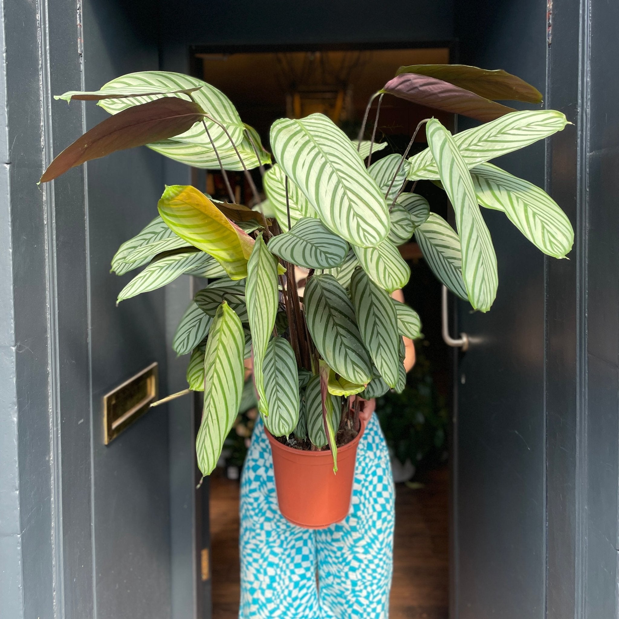 Ctenanthe oppenheimiana (24cm Pot) - grow urban. UK