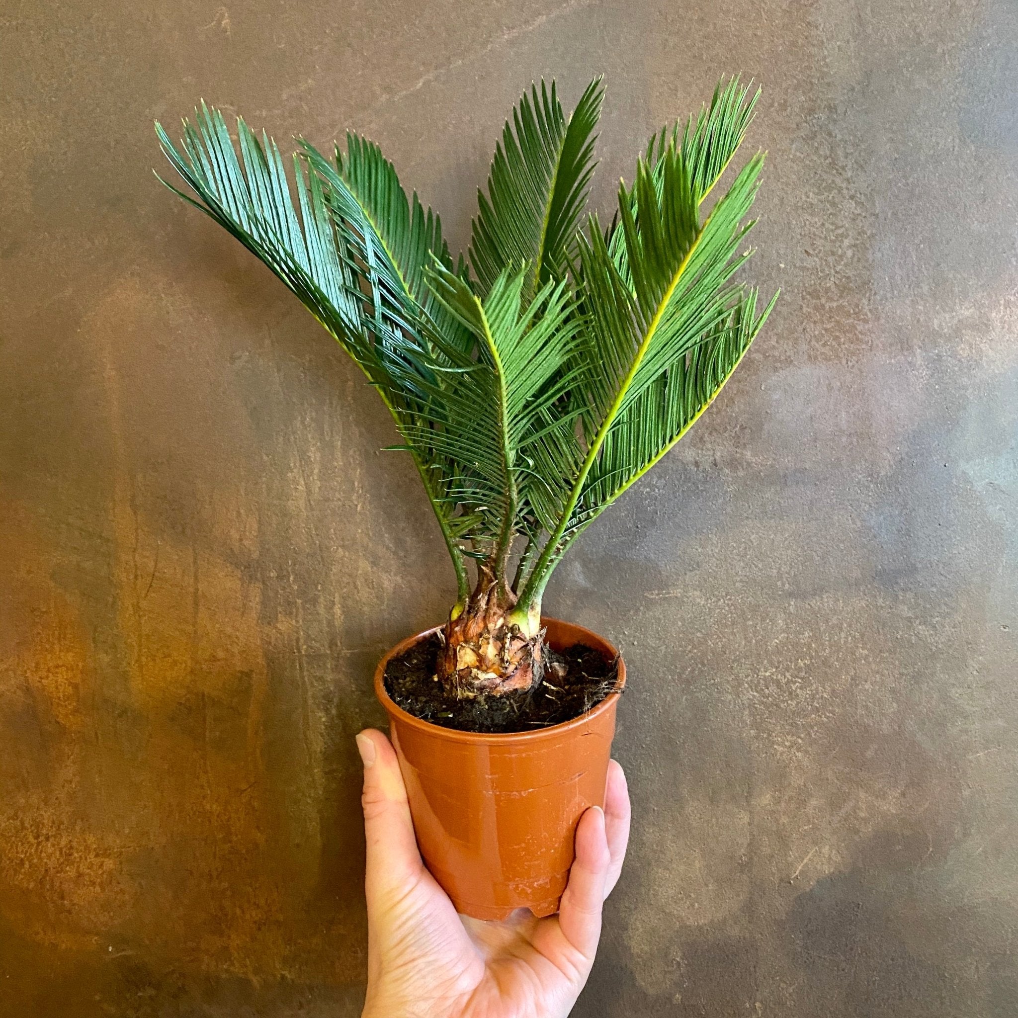 Cycas revoluta (12cm pot) - grow urban. UK
