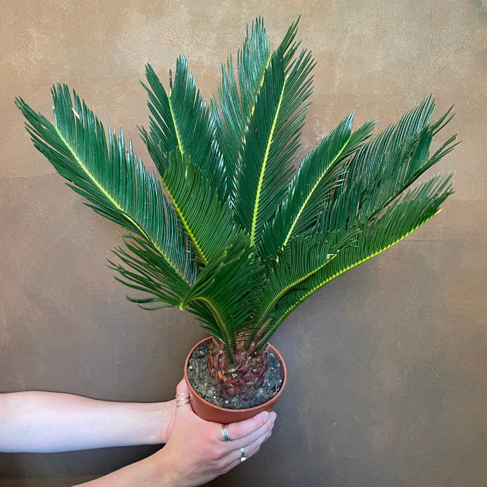 Cycas revoluta (14cm pot) - grow urban. UK
