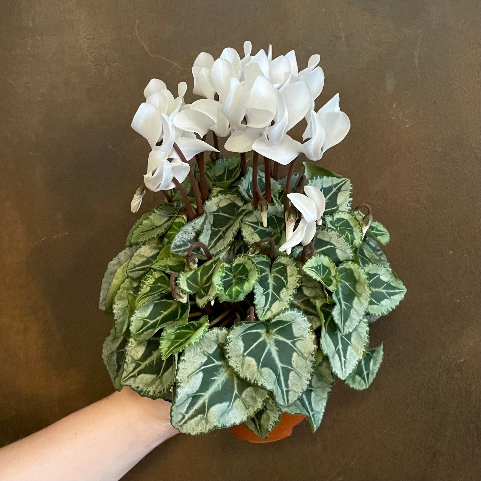 Cyclamen 'Da Vinci' - grow urban. UK