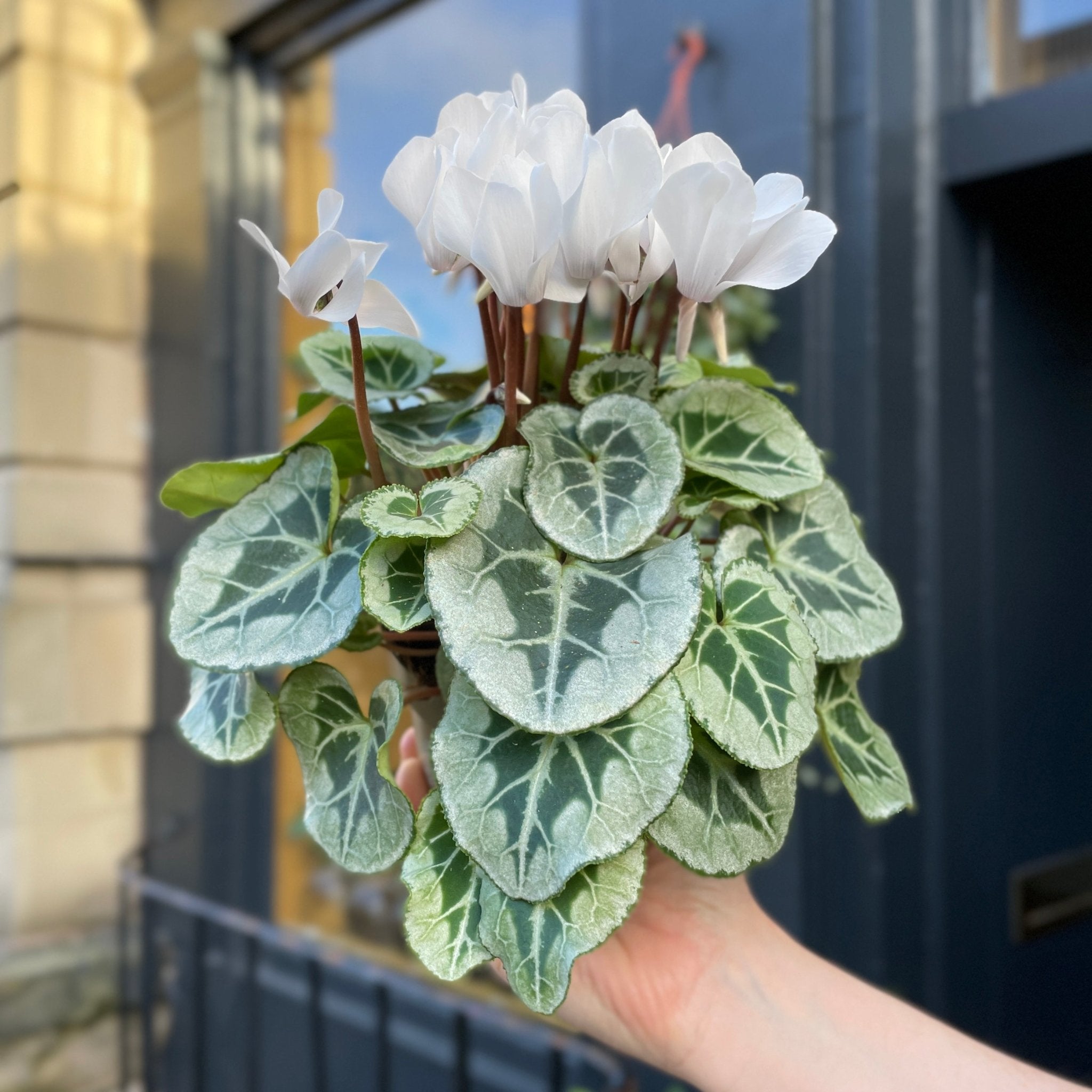 Cyclamen 'Picasso White' - grow urban. UK