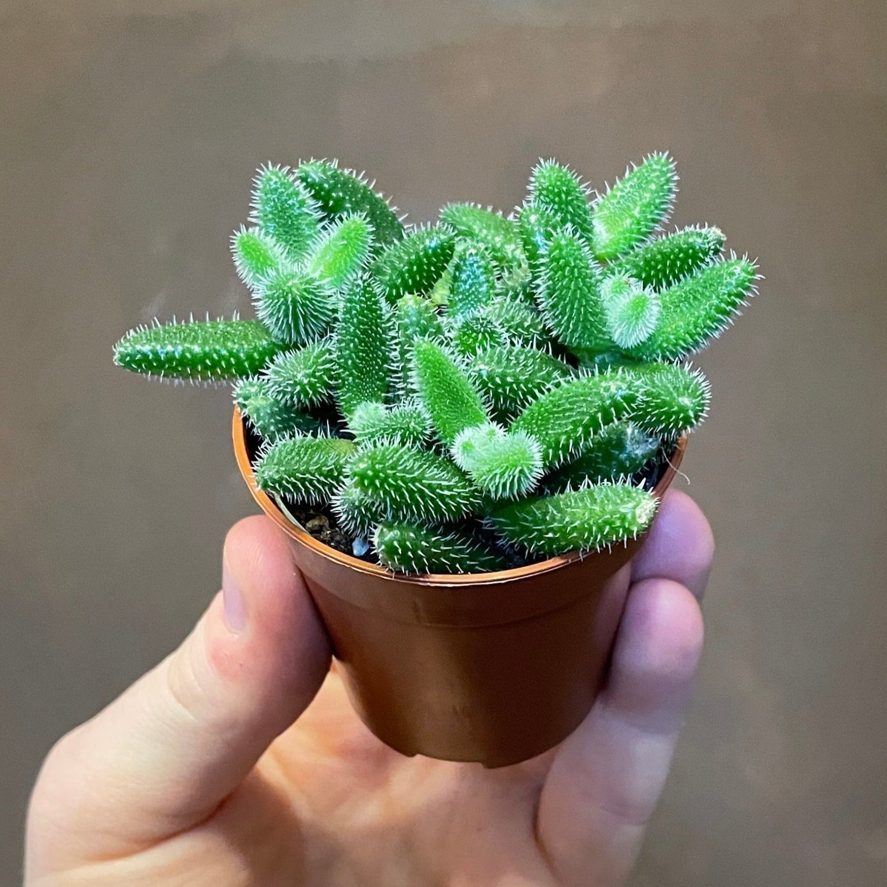 pickle succulent Pickle Plant