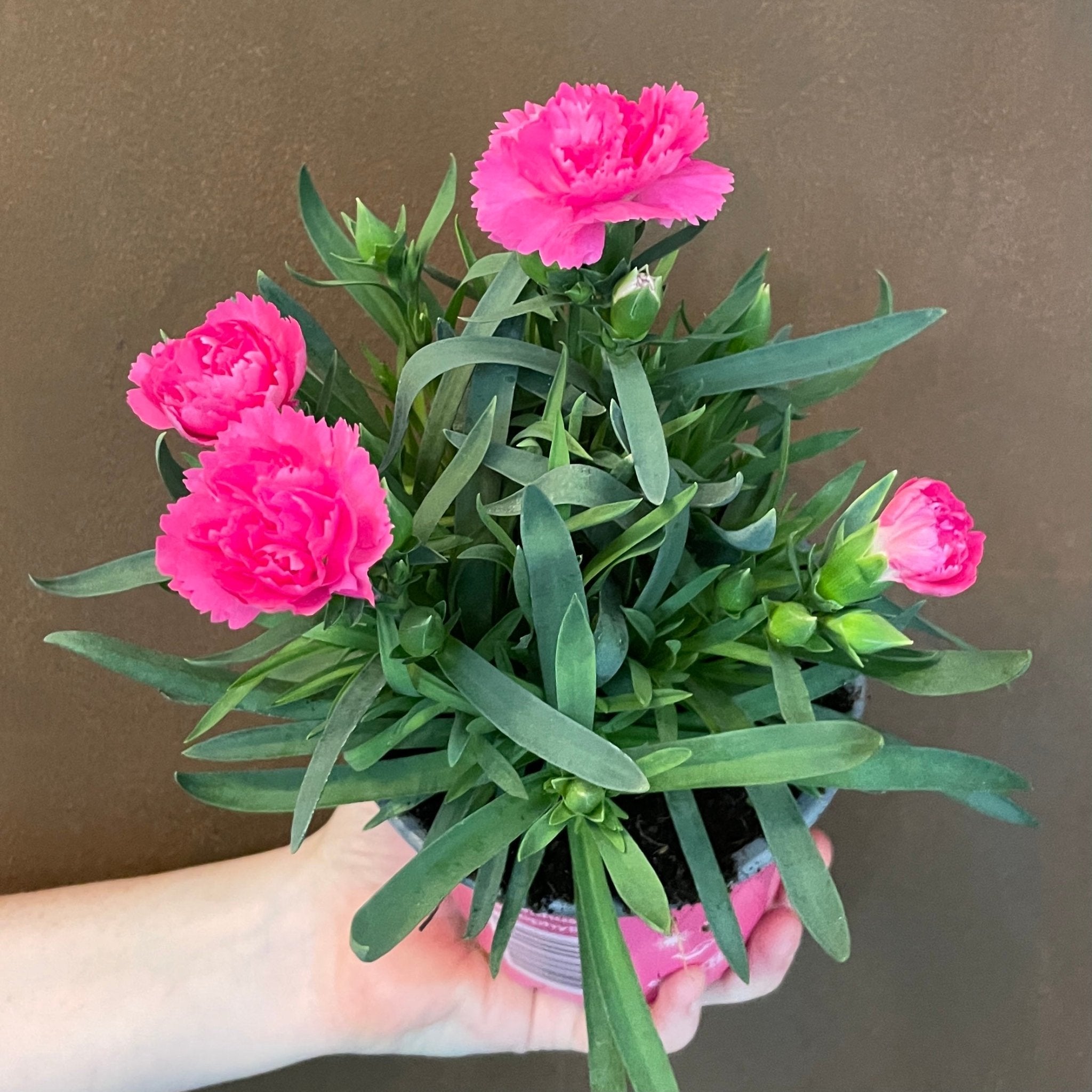 Dianthus 'Oscar Pink' - grow urban. UK