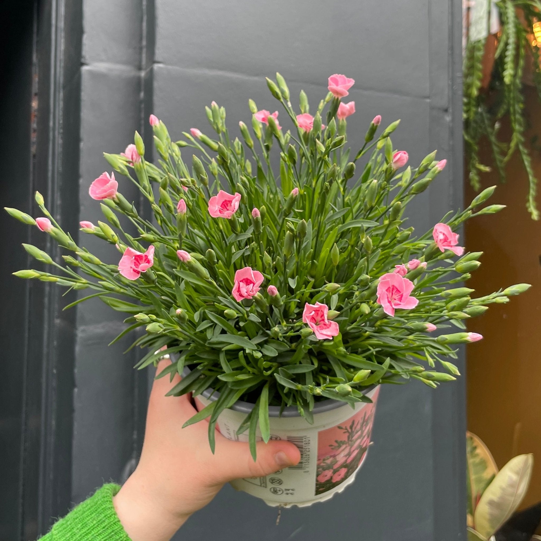 Dianthus 'Peach Party' - grow urban. UK