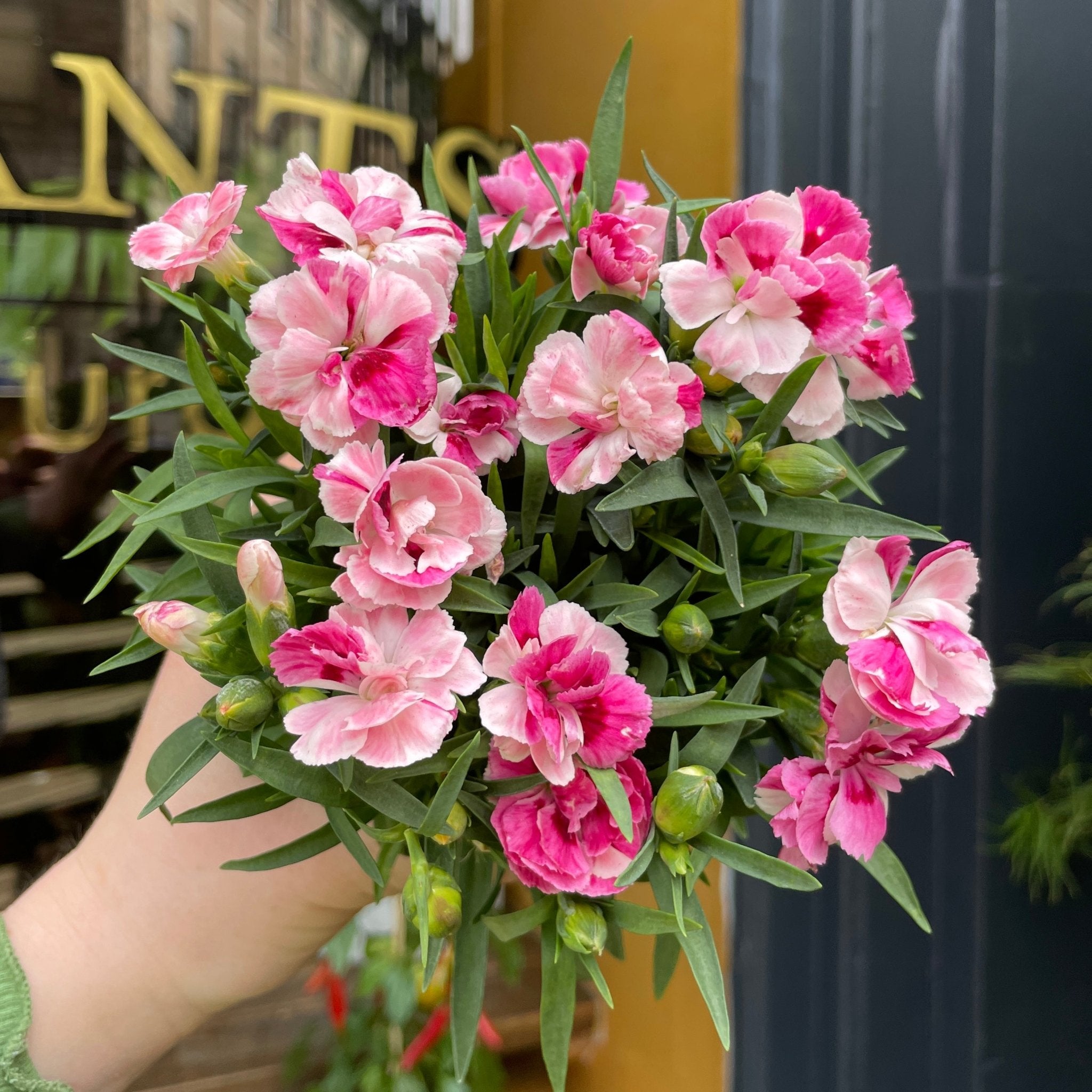 Dianthus 'Pink & Proud' - grow urban. UK
