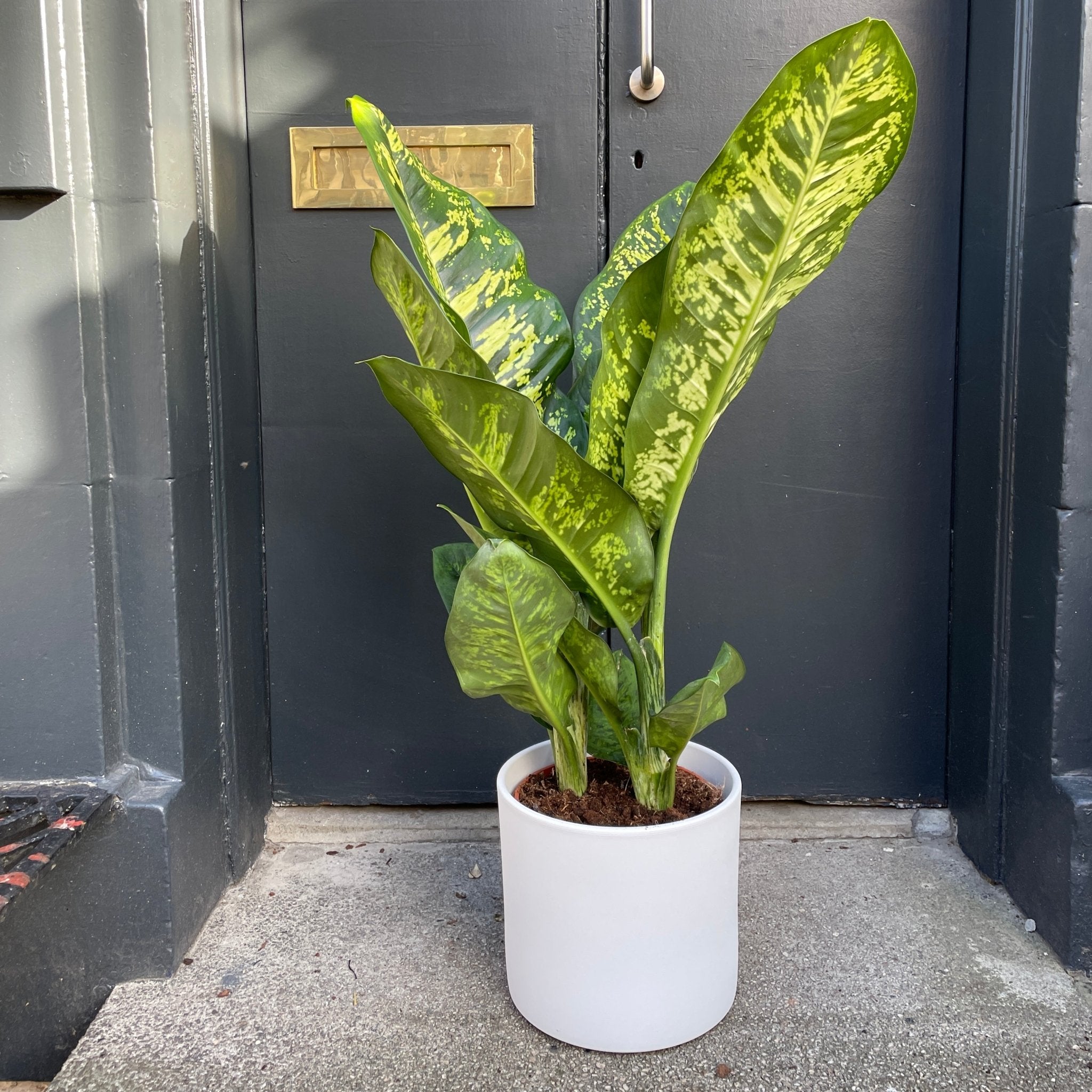 Dieffenbachia ‘Crown’ (24cm pot) - grow urban. UK